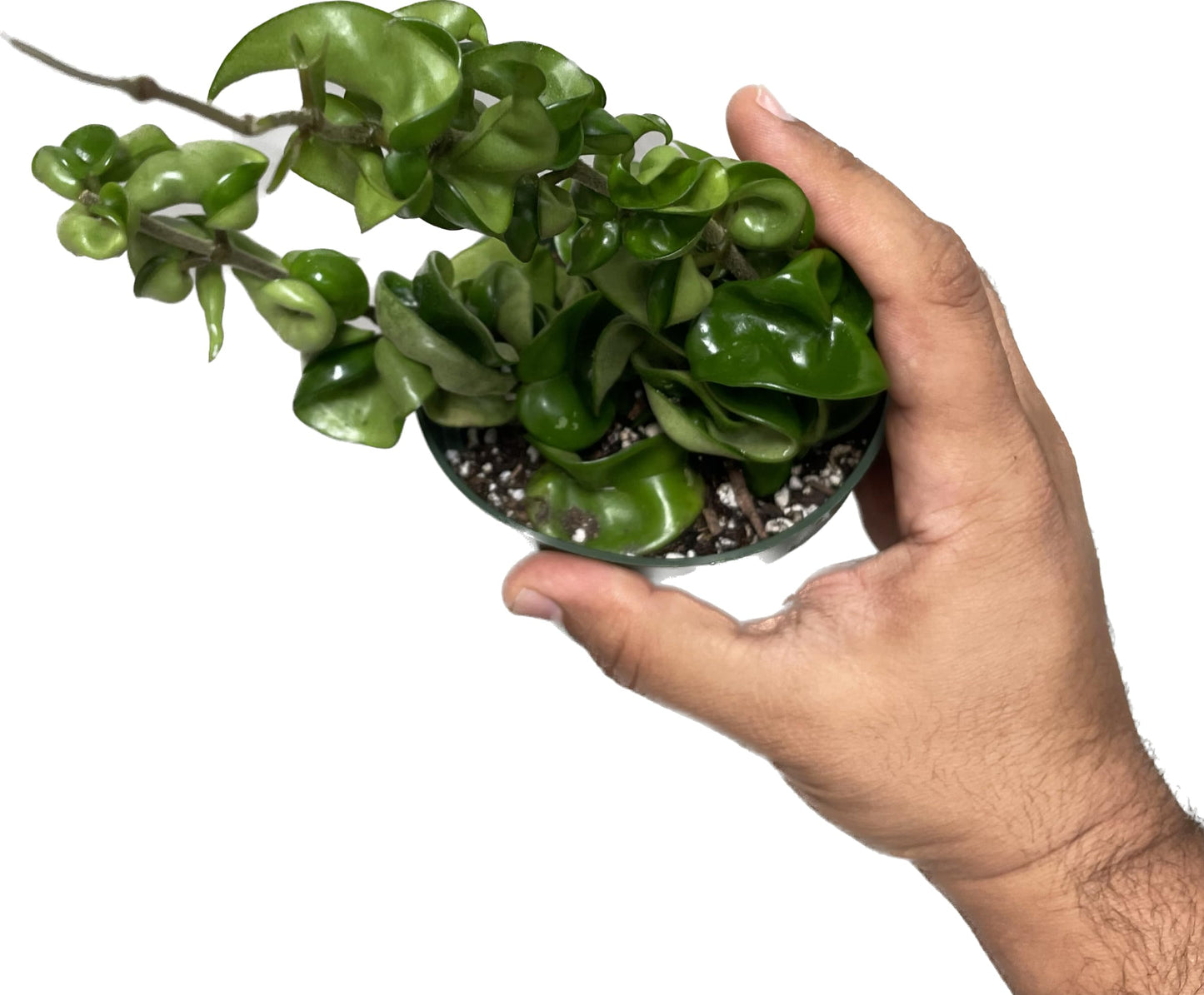 Hoya Compacta aka Hoya Hindu Rope Available in 2", 4", and 6" Pot Live Hoya Plant Captivating Vine Plant for Air-Purifying - Hoya Plants Live Houseplants