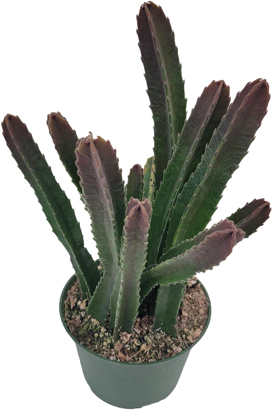 Starfish Cactus with Beautiful Giant Yellow Flowers | Stapelia gigantea | Giant Starfish Plant | Rare Live Plant Huernia | CA Seller