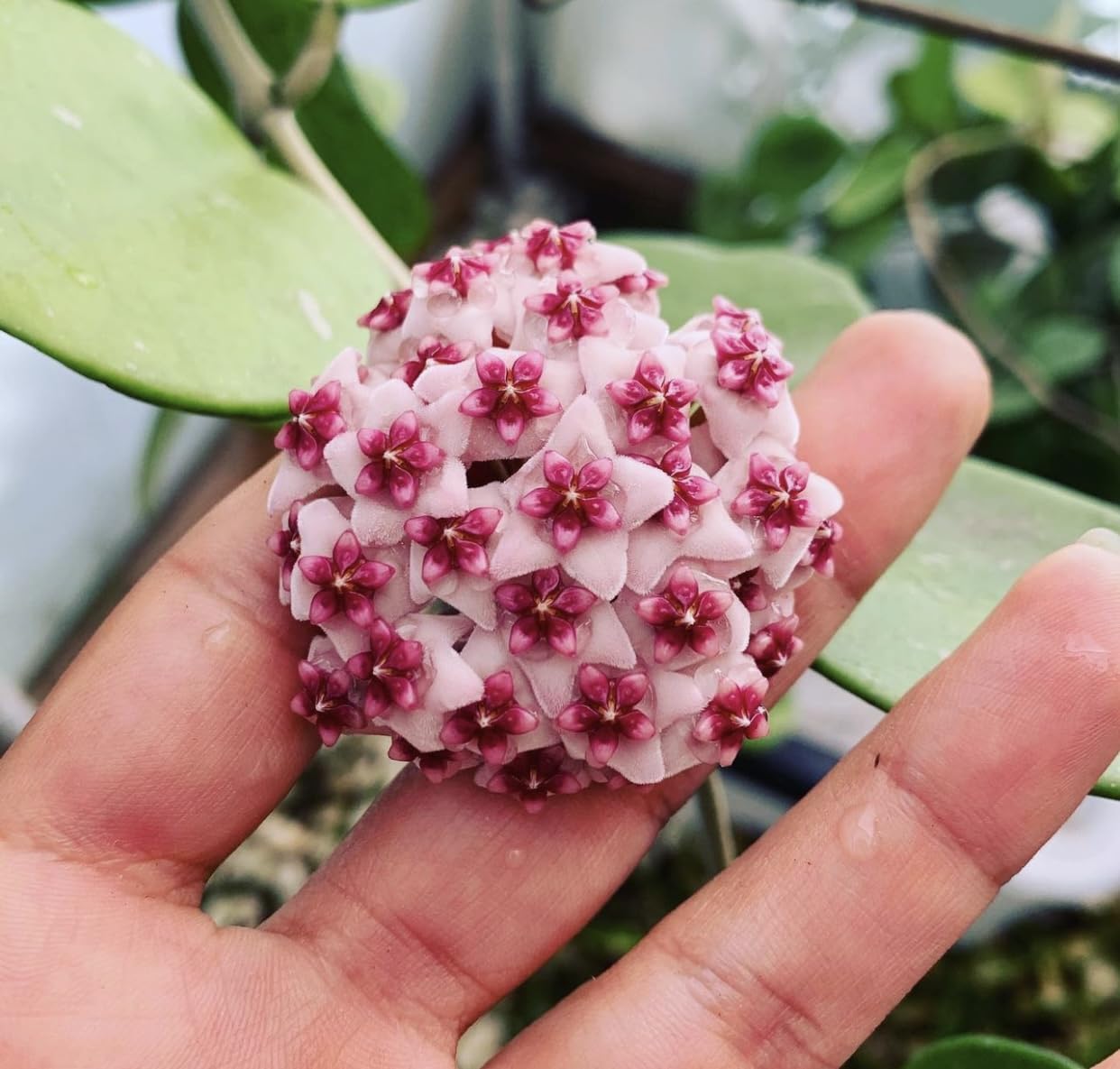 Variegated Hoya Obovata Spalsh Available in 2" Pot, 4" Pot, and 6" Hanging Pot - Hoya Plants Live Houseplants - California Seller - Air Purifying Plant - Pet Friendly Plant