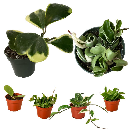 Hoya Plants Live Houseplants 4" Pot Variety Assortment Pack in 2,4, or 8 Live Hoya Plants - Pet Friendly Plants - Air Purifying Plants - CA Seller