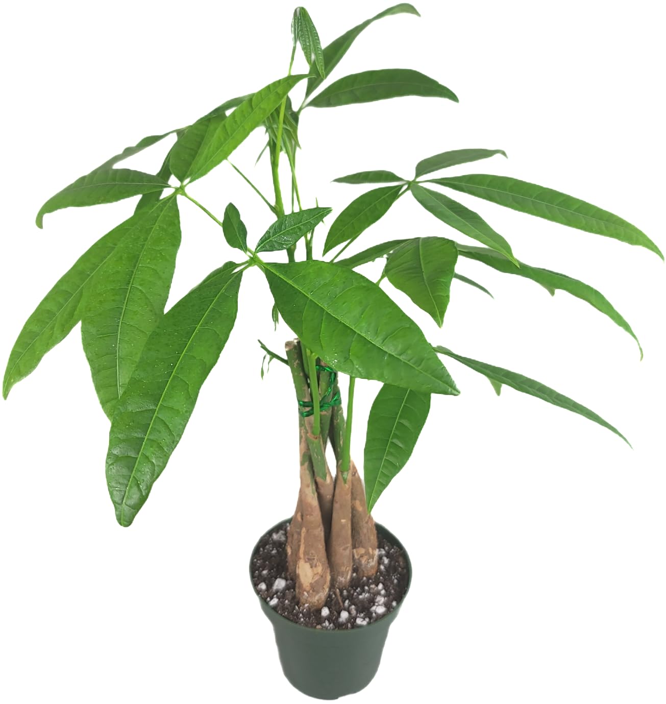 Chinese Money Tree Live Plant - Pachira Aquatica - Braided Chinese Money Plant Live - 12 to 16 inches Tall Live Bonsai Tree - Air Purifying Plant - California Seller