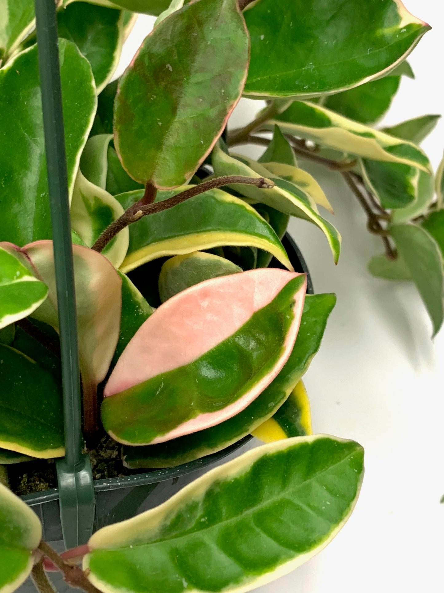 Hoya Krimson Queen Available in 2" Pot, 4" Pot, and 6" Hanging Pot, Live Arrival Guaranteed! Live Hoya Plant Live Indoor Plant