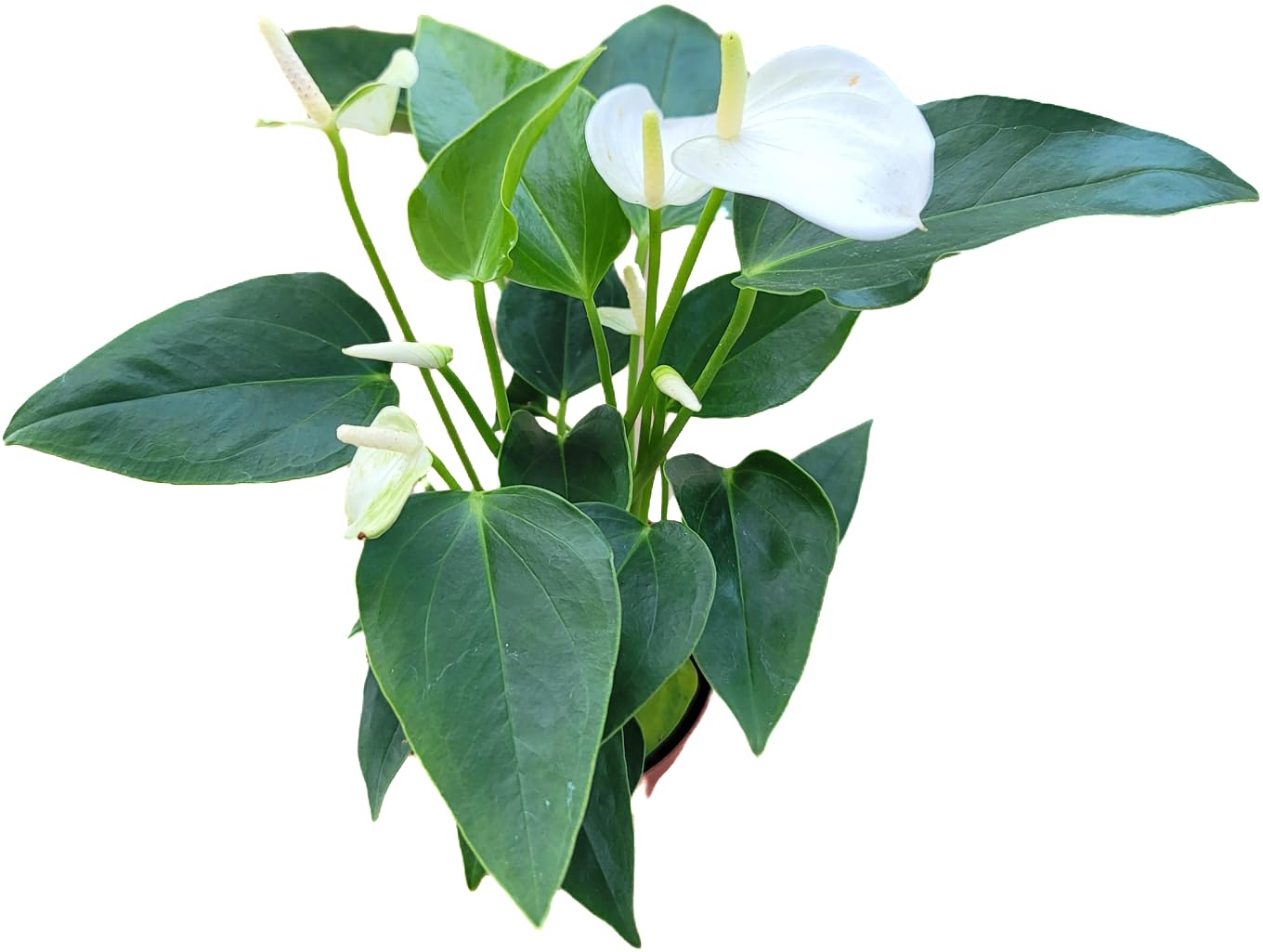 Anthurium White Flower Andraeanum - Exotic Tropical Houseplant with Glossy White Flowers and Lush Foliage - Easy-Care Indoor Plant - CA Seller - Air Purifying Plant