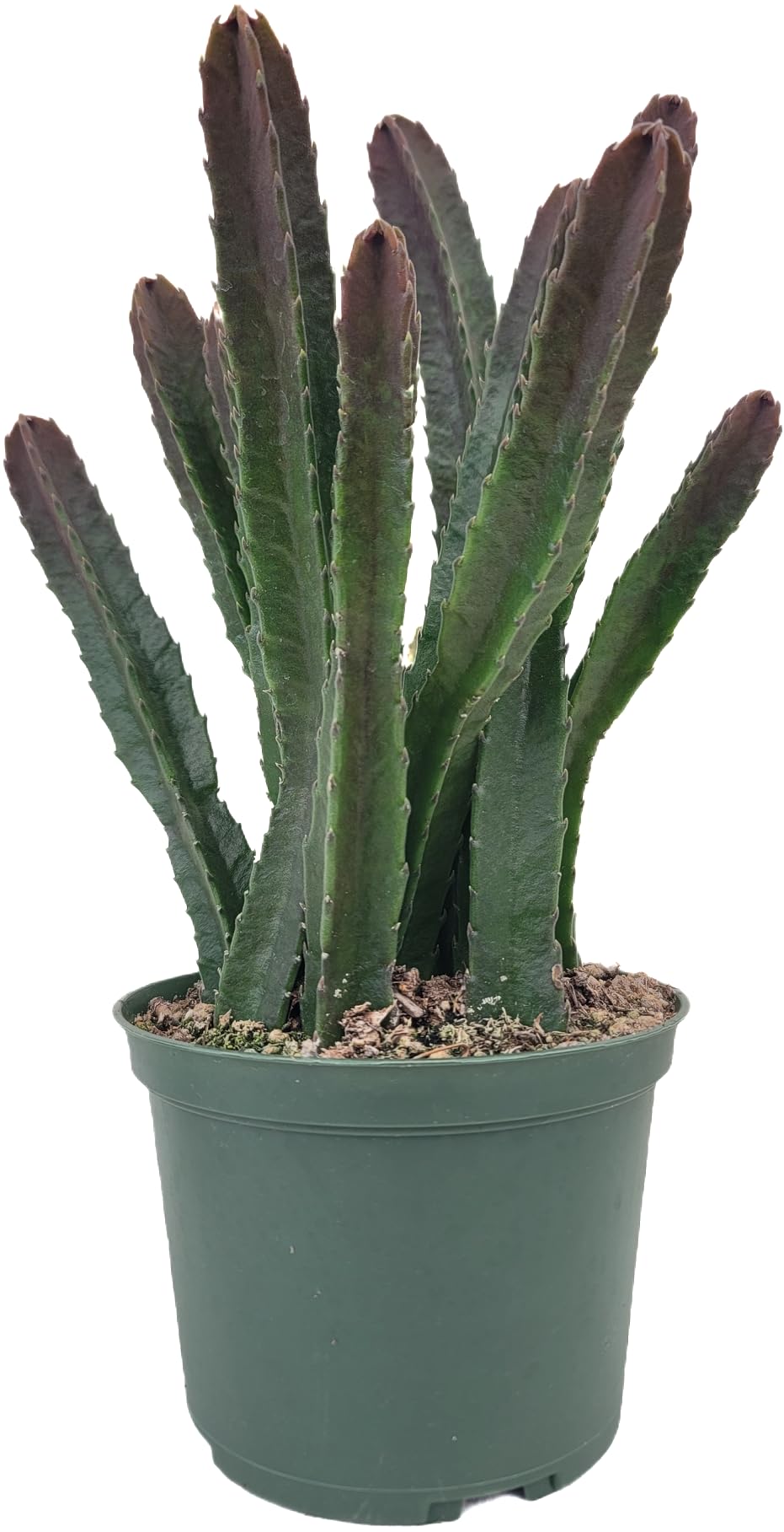 Starfish Cactus with Beautiful Giant Yellow Flowers | Stapelia gigantea | Giant Starfish Plant | Rare Live Plant Huernia | CA Seller