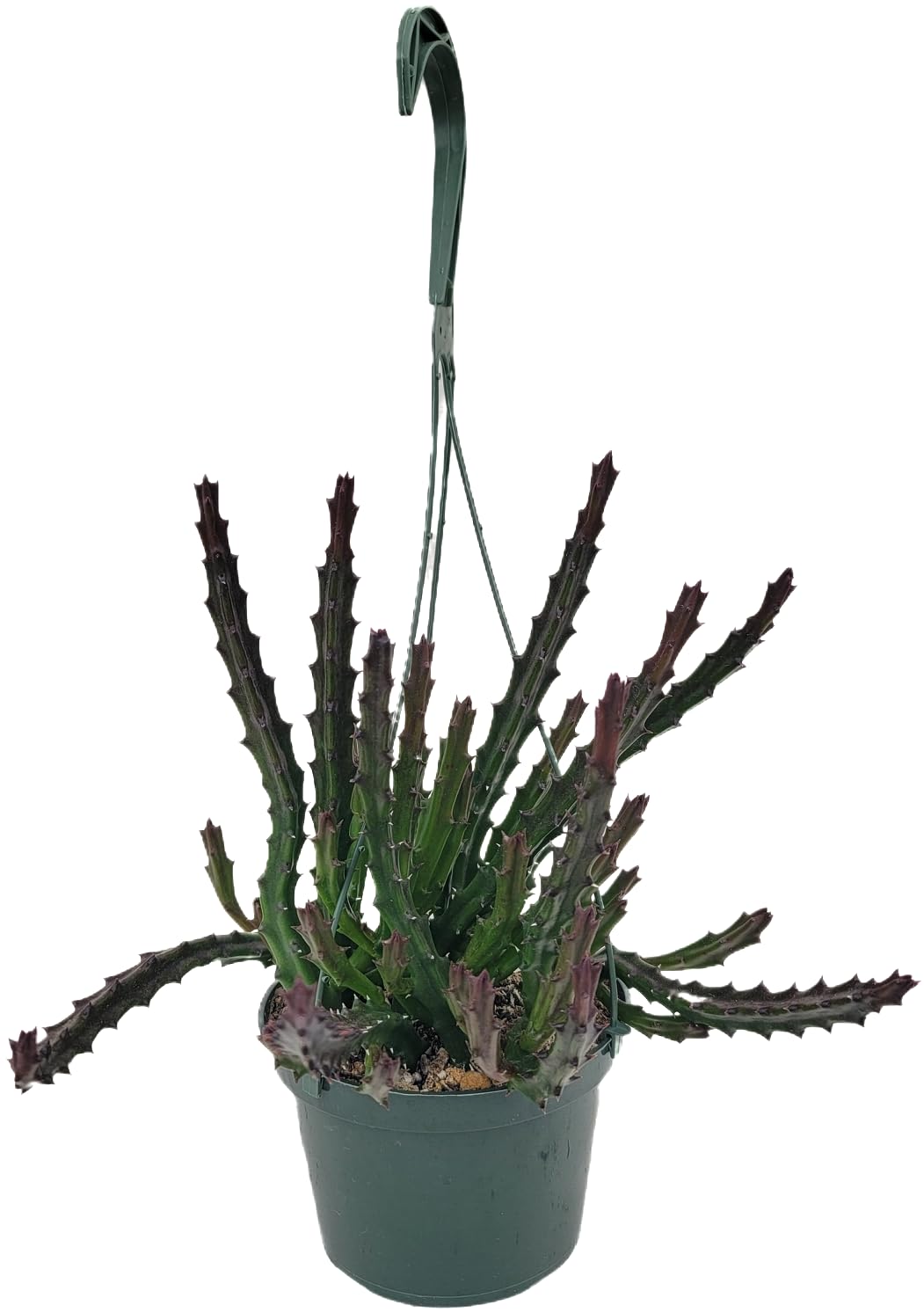 Lifesaver Plant with Purple Flowers - Live Plant in Pot - Stapelia Mutabilis - Beautiful Indoor Outdoor Cacti Succulent Houseplant with Exotic Blooms