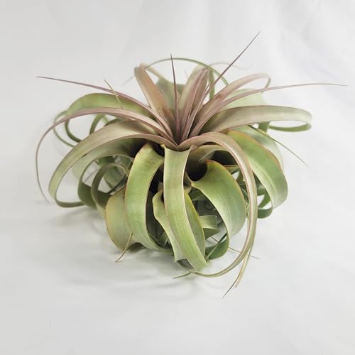 Large Air Plant Live Tillandsia Xerographica | Size 6-8 inches | Tillandsia Xerographica Large Air Plant Live | CA Seller