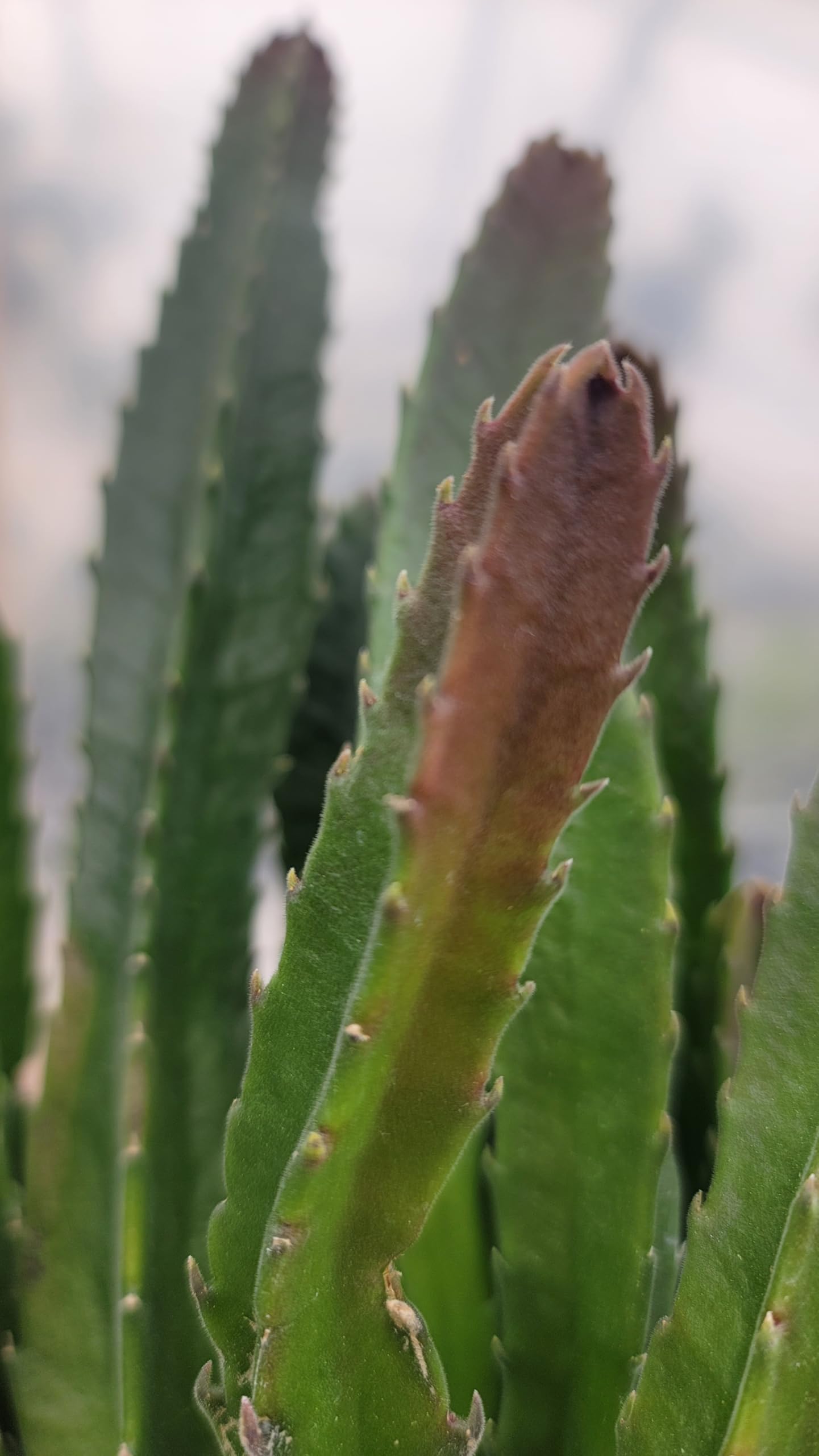 Starfish Cactus with Beautiful Giant Yellow Flowers | Stapelia gigantea | Giant Starfish Plant | Rare Live Plant Huernia | CA Seller