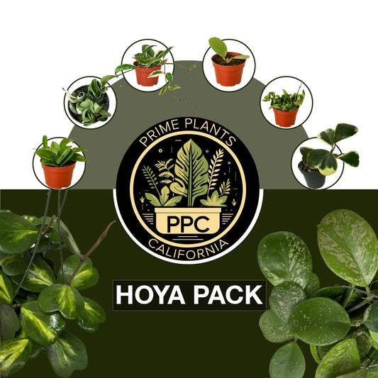 Hoya Plants Live Houseplants 4" Pot Variety Assortment Pack in 2,4, or 8 Live Hoya Plants - Pet Friendly Plants - Air Purifying Plants - CA Seller
