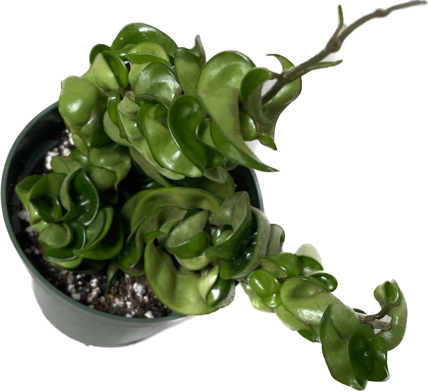 Hoya Compacta 2 Plants in a 4" Pot aka Hoya Hindu Rope Plant or Hoya Krinkle Kurl - Hoya Plant Live Houseplants - Live Hoya Plant - Hoya Compacta Live Plant - Air Purifying Plant - Pet Friendly Plant