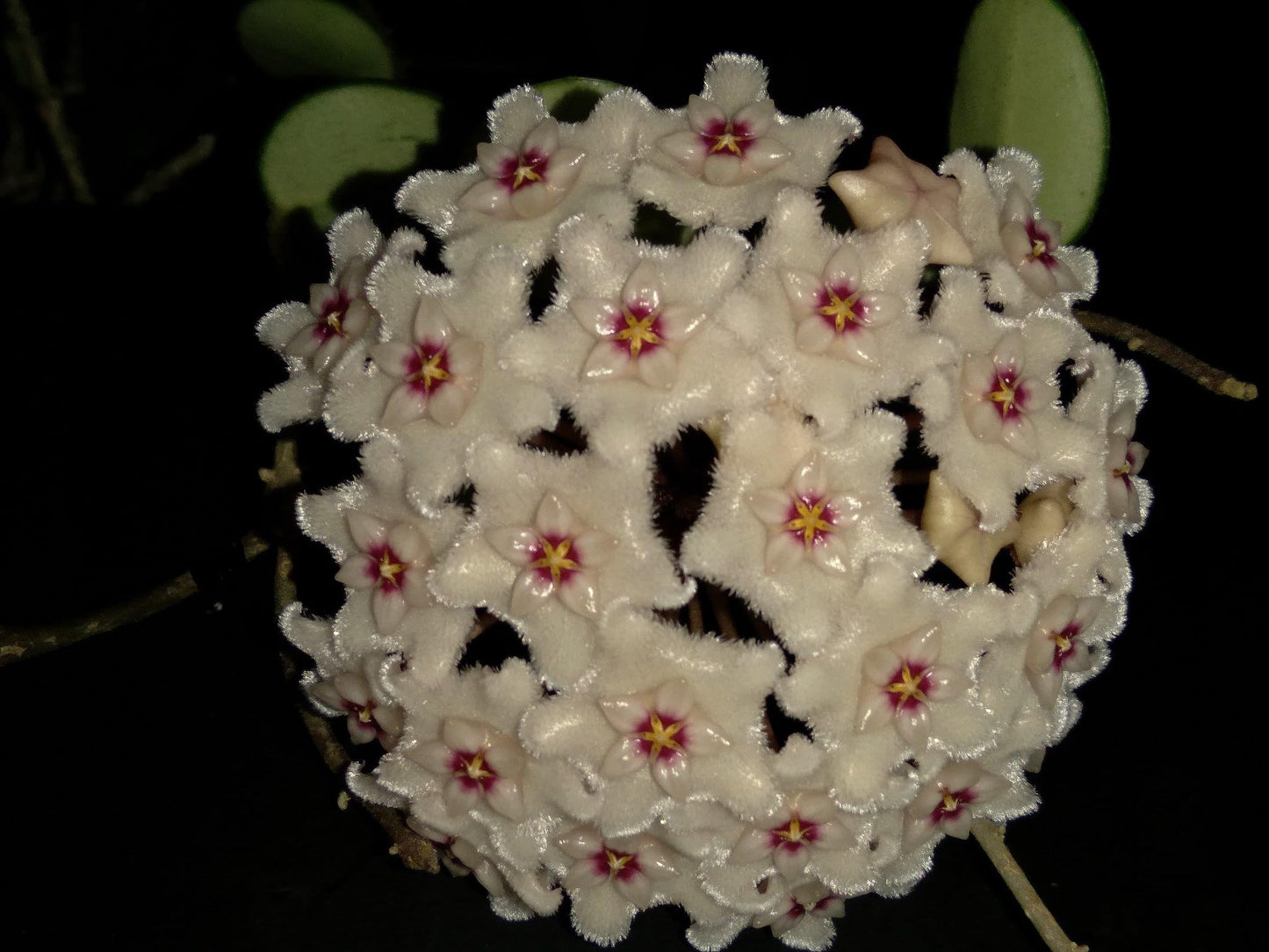 Hoya Mathilde Live Plant – Hoya Carnosa x Hoya Serpens - Rare Trailing Houseplant - Hoya Plants Live Houseplants - Air Purifying Plant - Ships from CA