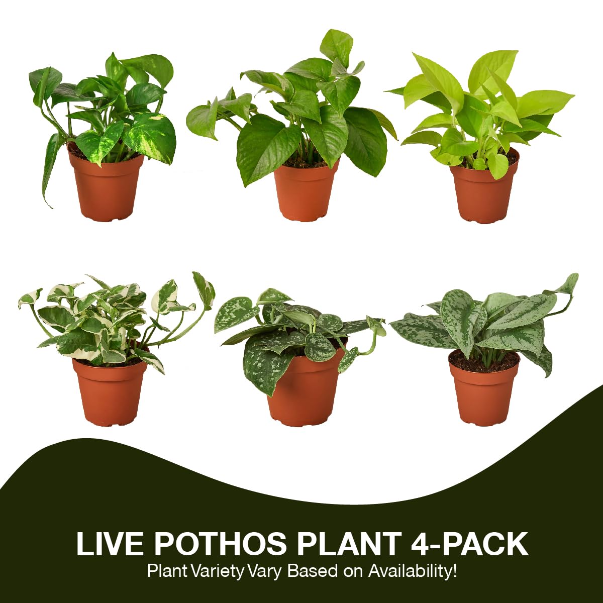 Live Pothos Plants - 3 or 6 Variety Packs - Easy to Care Houseplants - Air Purifying Plants - 4" Pot - Live Plant - Houseplant Live Plants
