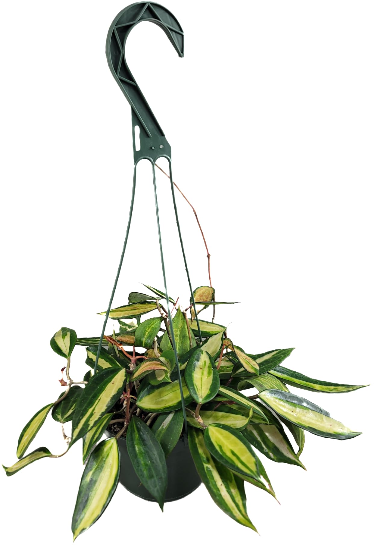 Hoya Pot of Gold - Inner Variegated Hoya Latifolia FKA Macrophylla Inner Variegated - Available in 3.5", 4.5" Pot & 6" Pot - Hoya Plants Live Houseplants