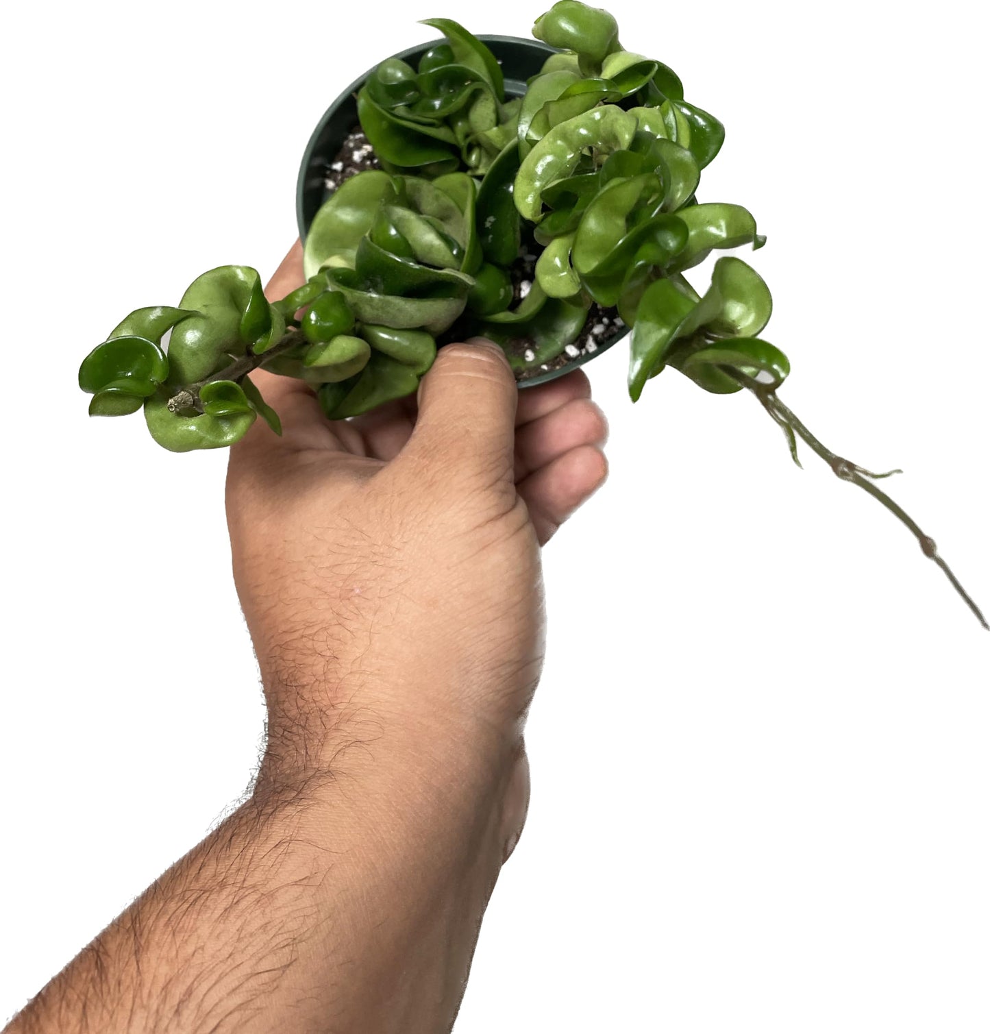 Hoya Compacta aka Hoya Hindu Rope Available in 2", 4", and 6" Pot Live Hoya Plant Captivating Vine Plant for Air-Purifying - Hoya Plants Live Houseplants