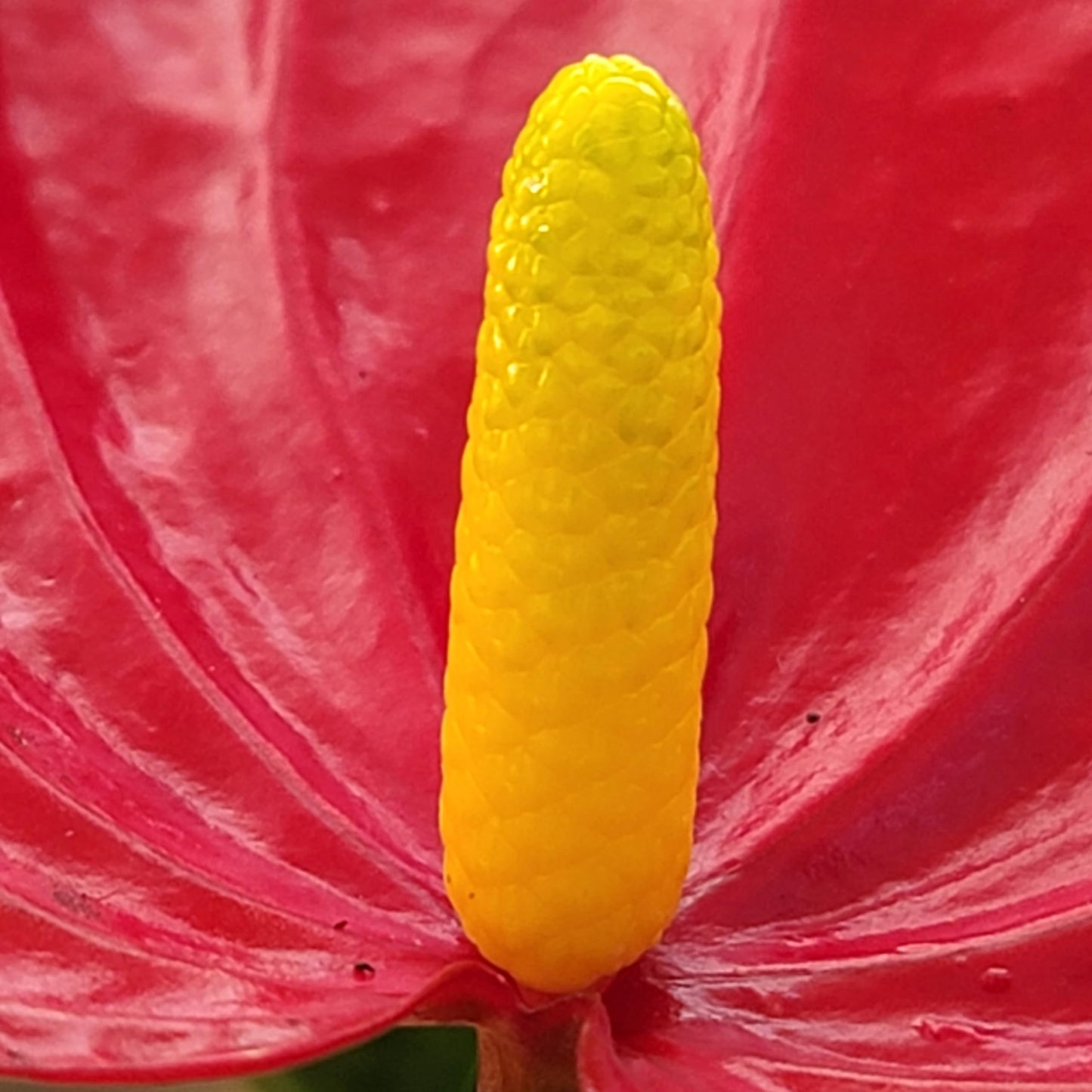 Anthurium Red Flower Aristo - Exotic Tropical Houseplant with Glossy Red Flowers and Lush Foliage - Easy-Care Indoor Plant - CA Seller - Air Purifying Plant