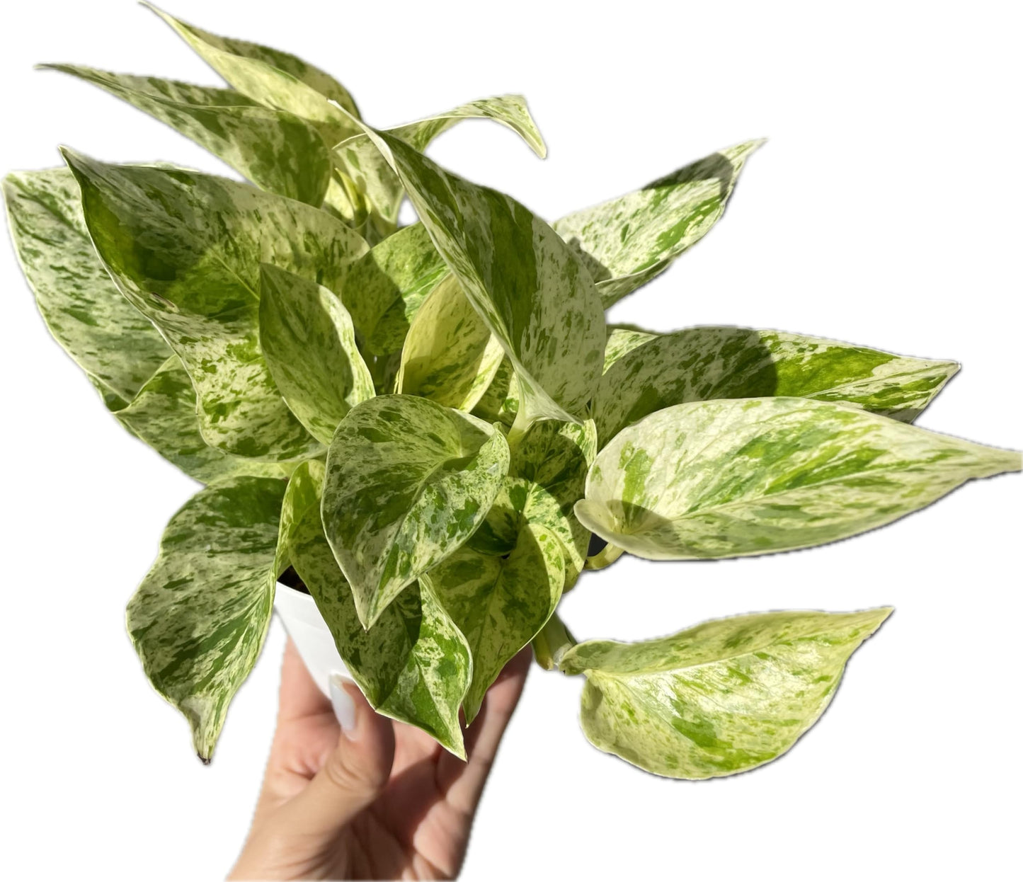 Snow Queen Pothos – Elegant White & Green Variegated Indoor Plant - Pothos Live Plant in 4" Pot – Perfect for Home, Office - Air Purifying Houseplant - Perfect Live Plant Gift - CA Seller