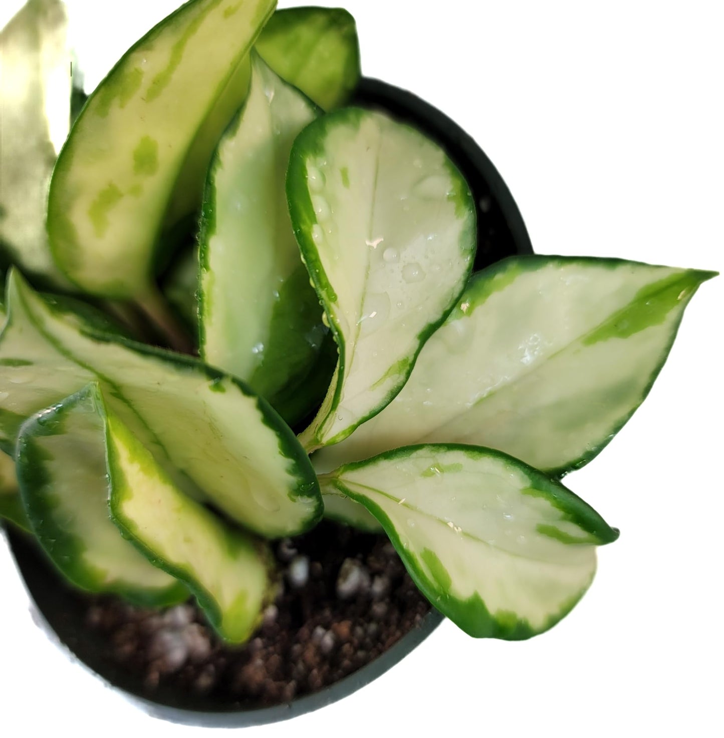 Hoya Krimson Princess Available in 2", 4", or 6" Pot Hoya Carnosa Vareiagata, Hoya Princess - Trailing Plant - Live Hoya Plant - Air Purifying Plant - Live Arriaval Guarantee!