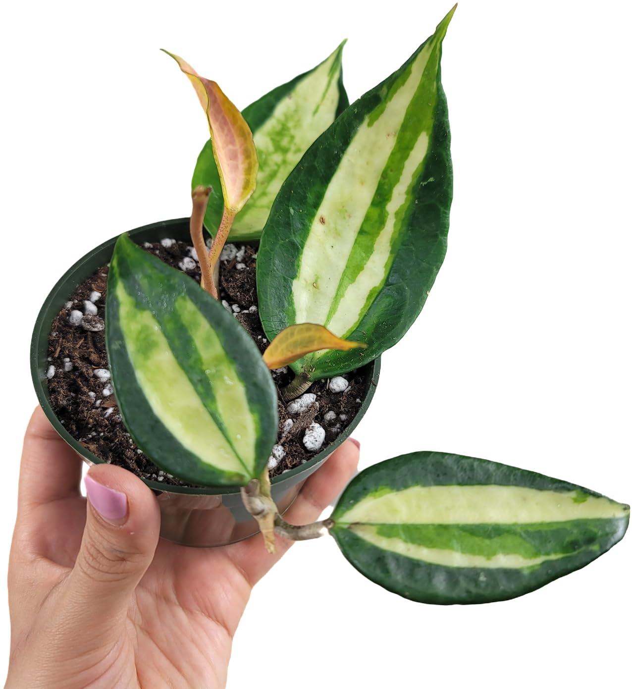 Hoya Pot of Gold - Inner Variegated Hoya Latifolia FKA Macrophylla Inner Variegated - Available in 3.5", 4.5" Pot & 6" Pot - Hoya Plants Live Houseplants