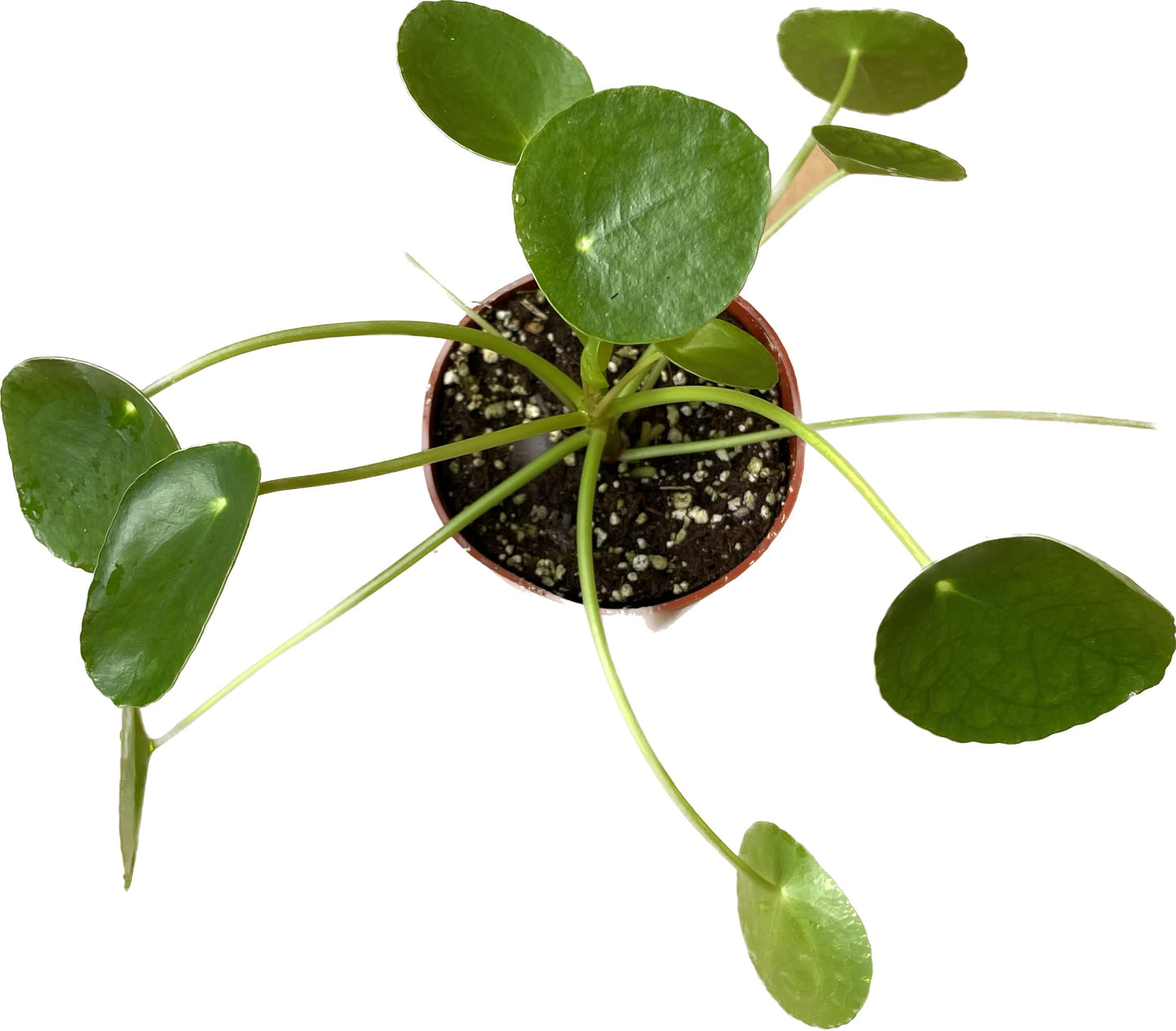 Chinese Money Plant Live - Pilea peperomioides Live Plant | Easy Care Indoor Houseplant | Air Purifying | 4-Inch & 6-inch Pot Available | California Seller