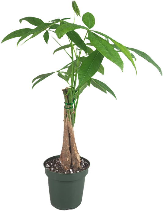 Chinese Money Tree - Pachira Aquatica in 4" pot - Braided Blessings unveiling the Elegance of the Chinese Money Plant Live Plant- California seller.