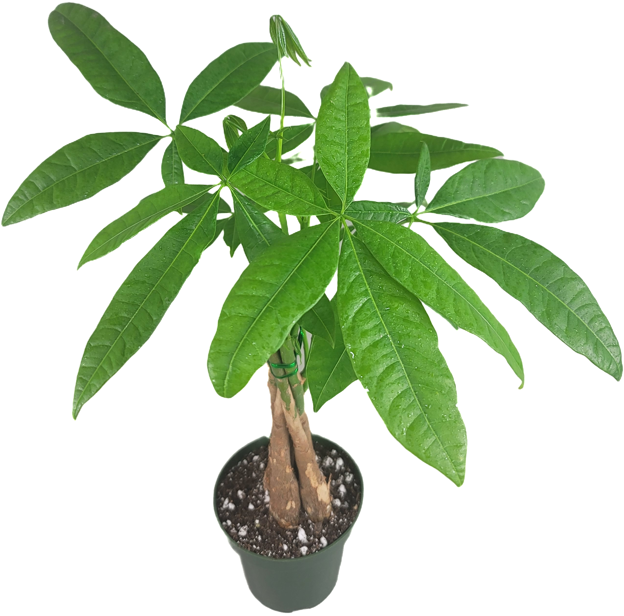 Chinese Money Tree - Pachira Aquatica in 4" pot - Braided Blessings unveiling the Elegance of the Chinese Money Plant Live Plant- California seller.