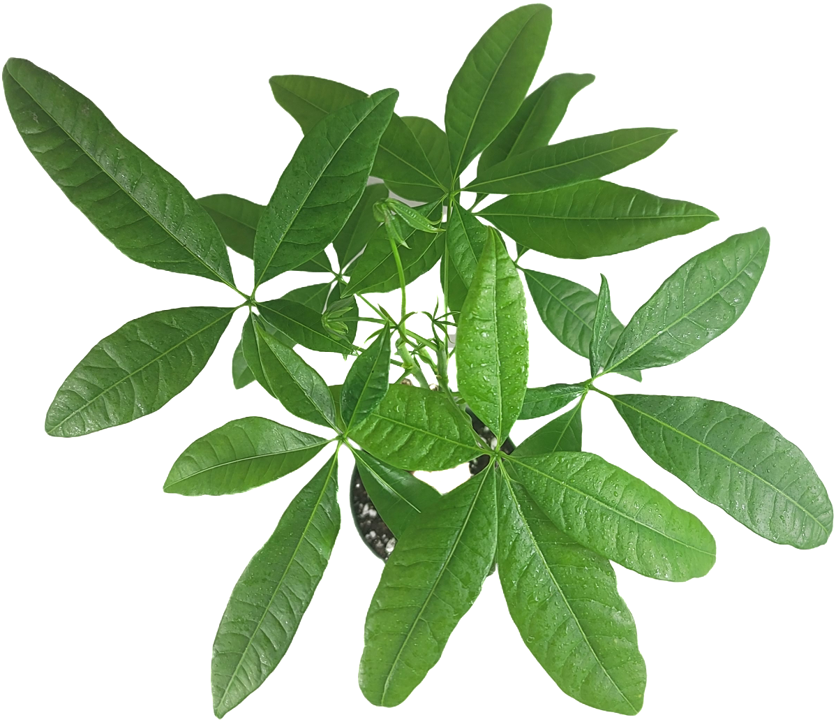 Chinese Money Tree - Pachira Aquatica in 4" pot - Braided Blessings unveiling the Elegance of the Chinese Money Plant Live Plant- California seller.