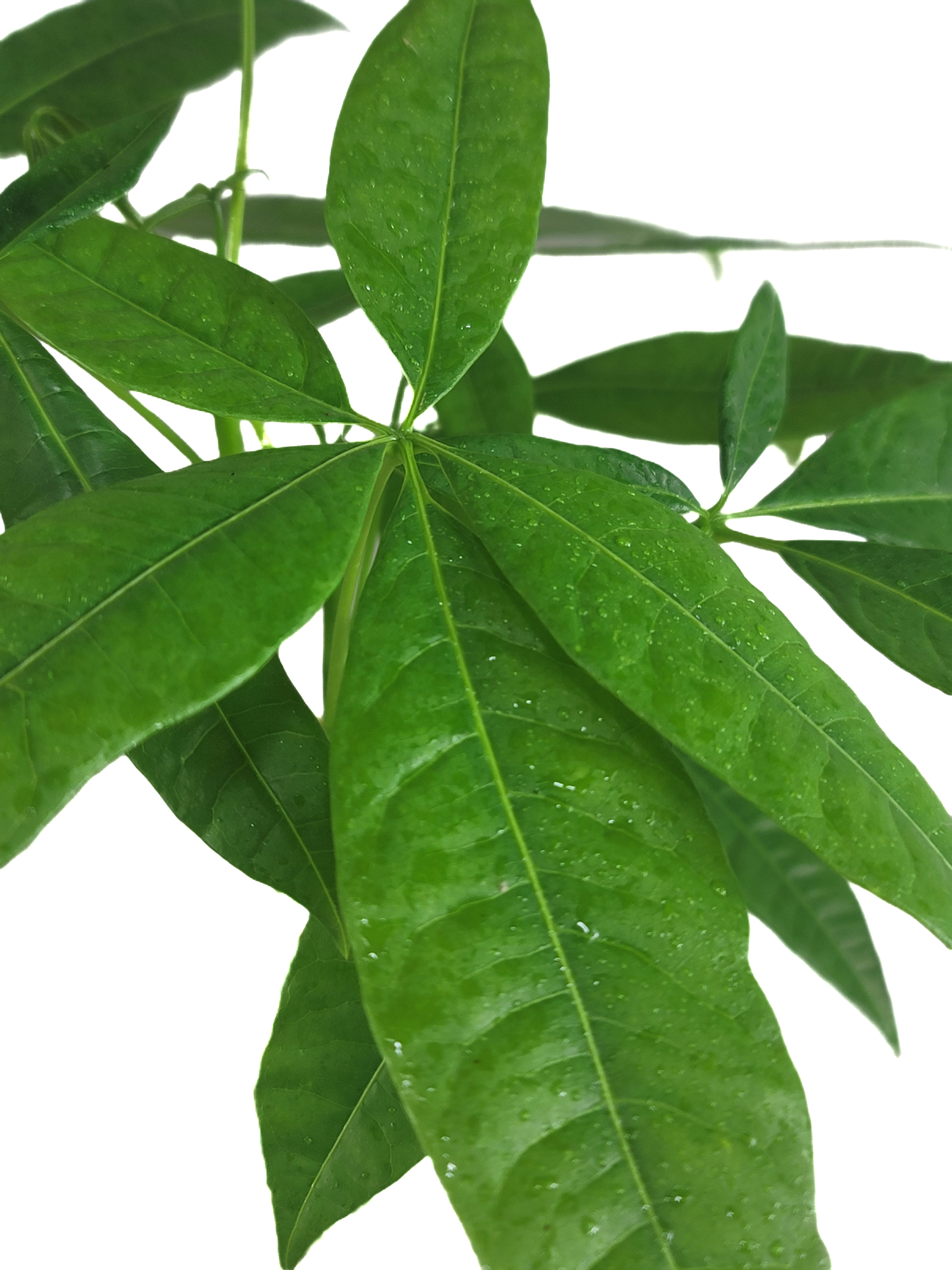 money tree 6 leaves Chinese Money Tree - Pachira Aquatica in 4" pot