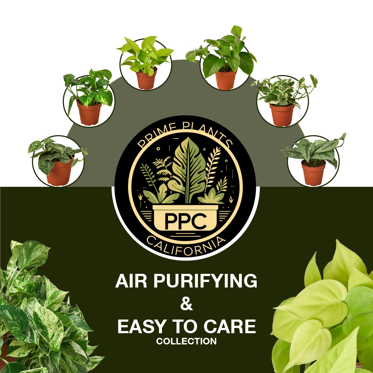 3 Live Pothos Plants Variety Pack Easy to Care Houseplant Bundle A