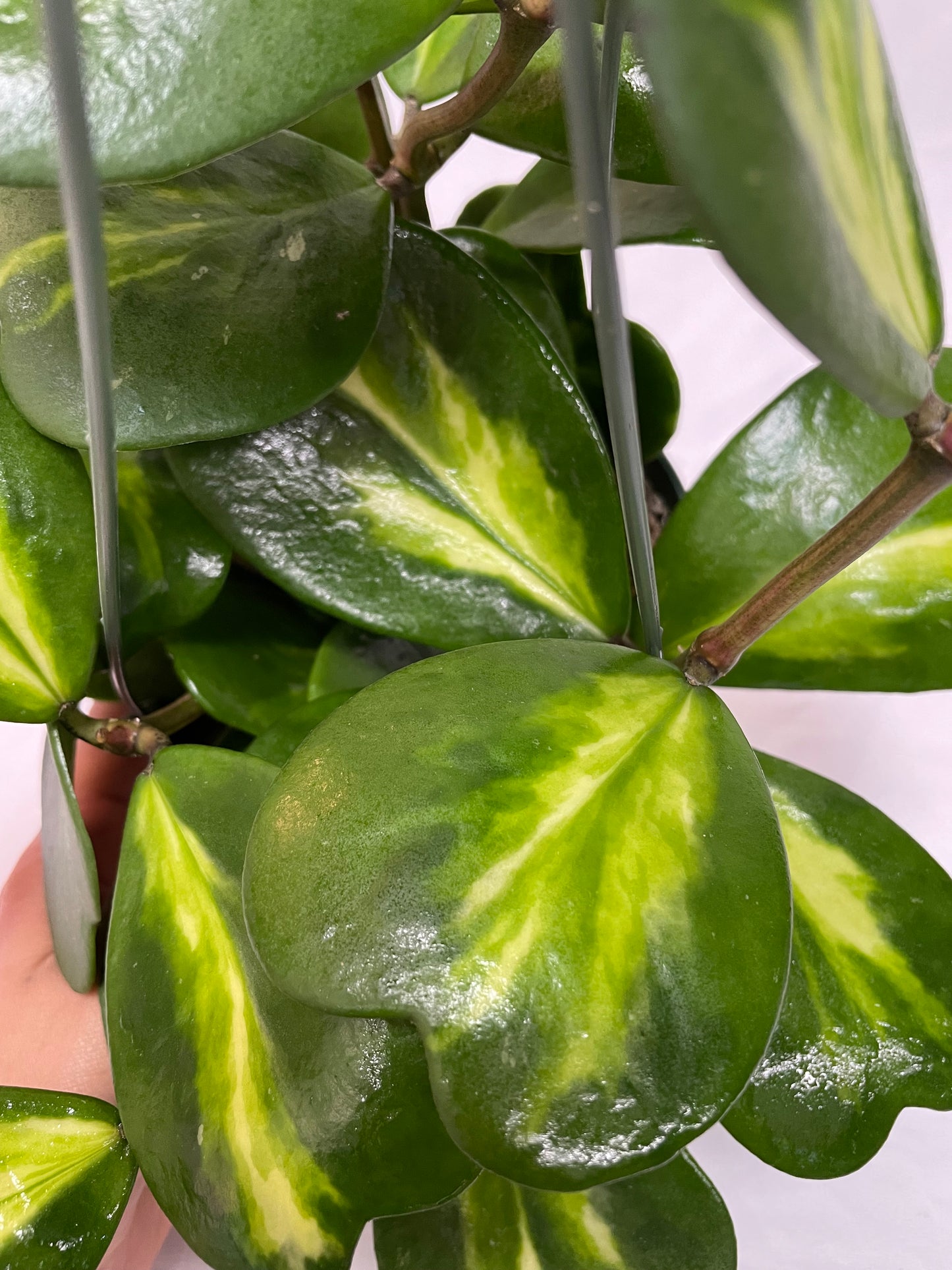 Inner Variegated Hoya Kerrii Plant with variegated Heartshape Leaves Live Hoya Plant - Gift for Mothers and Loved Ones - Sweetheart Hoya Live Plant - Reverse Variegated Hoya Kerrii