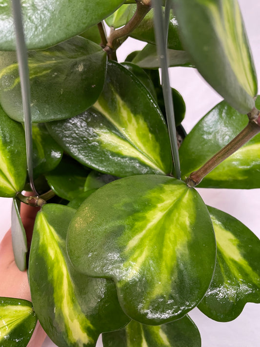 Inner Variegated Hoya Kerrii Plant with variegated Heartshape Leaves Live Hoya Plant - Gift for Mothers and Loved Ones - Sweetheart Hoya Live Plant - Reverse Variegated Hoya Kerrii