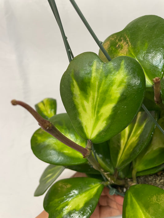 Inner Variegated Hoya Kerrii Plant with variegated Heartshape Leaves Live Hoya Plant - Gift for Mothers and Loved Ones - Sweetheart Hoya Live Plant - Reverse Variegated Hoya Kerrii
