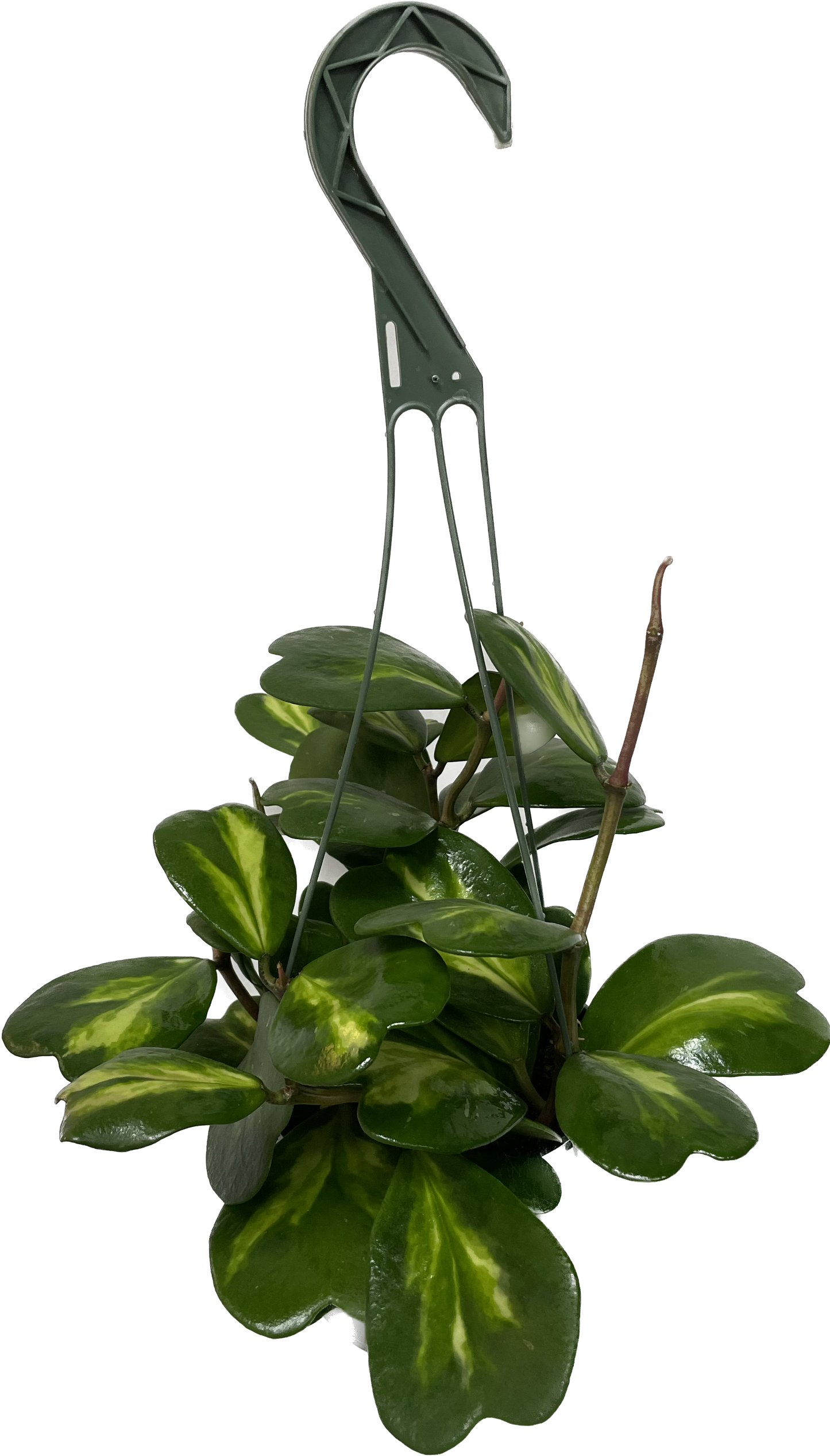 Inner Variegated Hoya Kerrii Plant with variegated Heartshape Leaves Live Hoya Plant - Gift for Mothers and Loved Ones - Sweetheart Hoya Live Plant - Reverse Variegated Hoya Kerrii