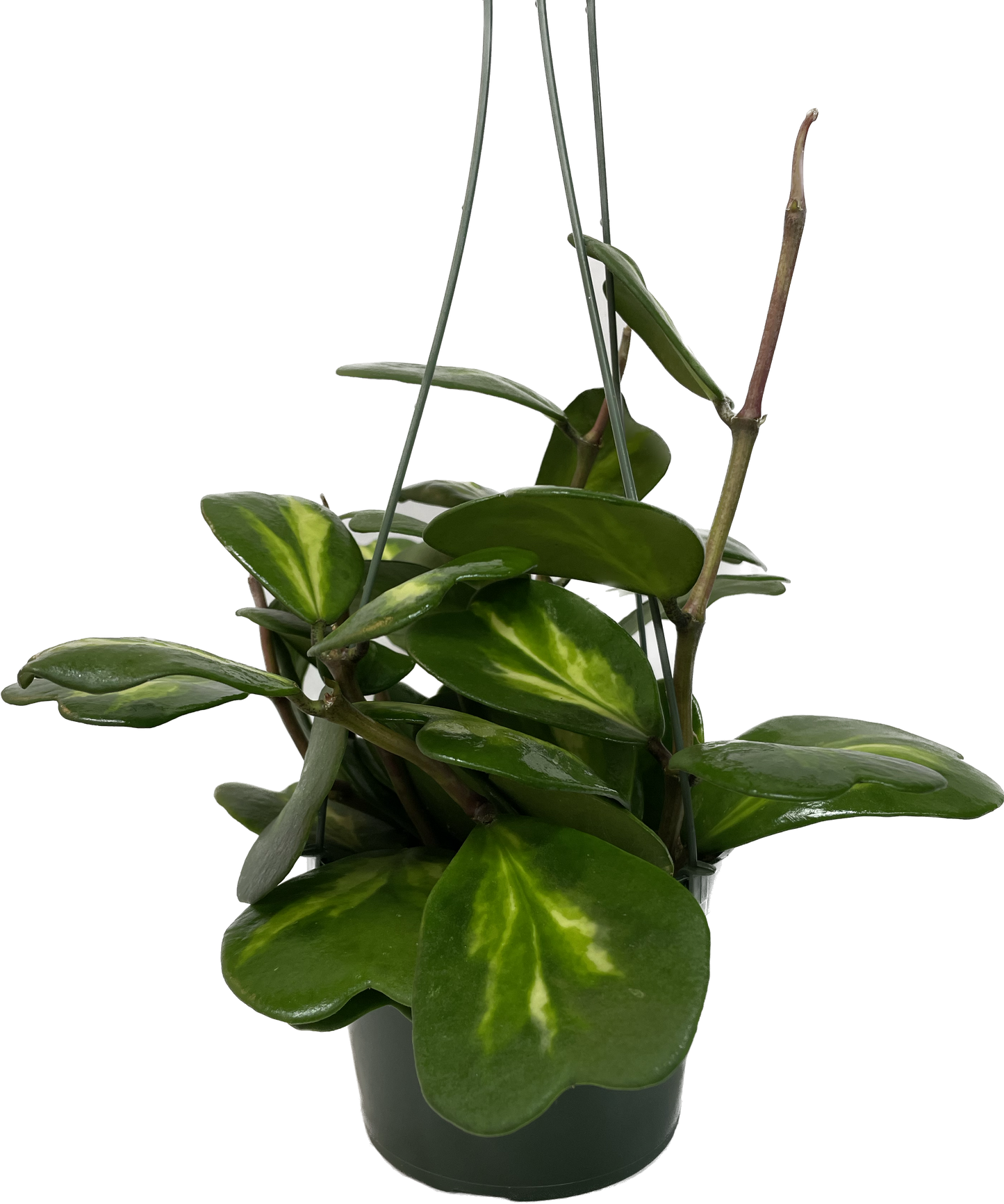 Inner Variegated Hoya Kerrii Plant with variegated Heartshape Leaves Live Hoya Plant - Gift for Mothers and Loved Ones - Sweetheart Hoya Live Plant - Reverse Variegated Hoya Kerrii