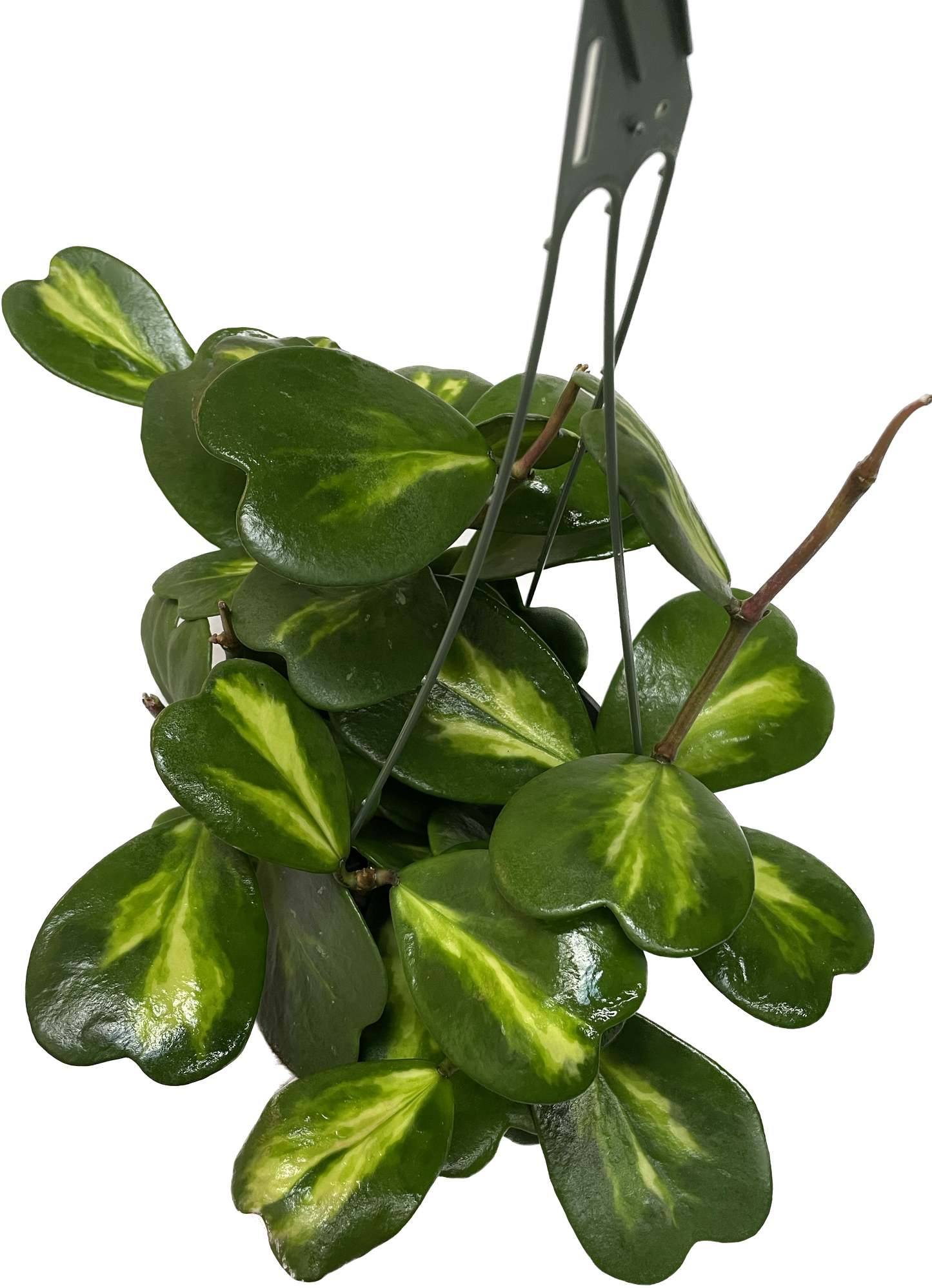 Inner Variegated Hoya Kerrii Plant with variegated Heartshape Leaves Live Hoya Plant - Gift for Mothers and Loved Ones - Sweetheart Hoya Live Plant - Reverse Variegated Hoya Kerrii