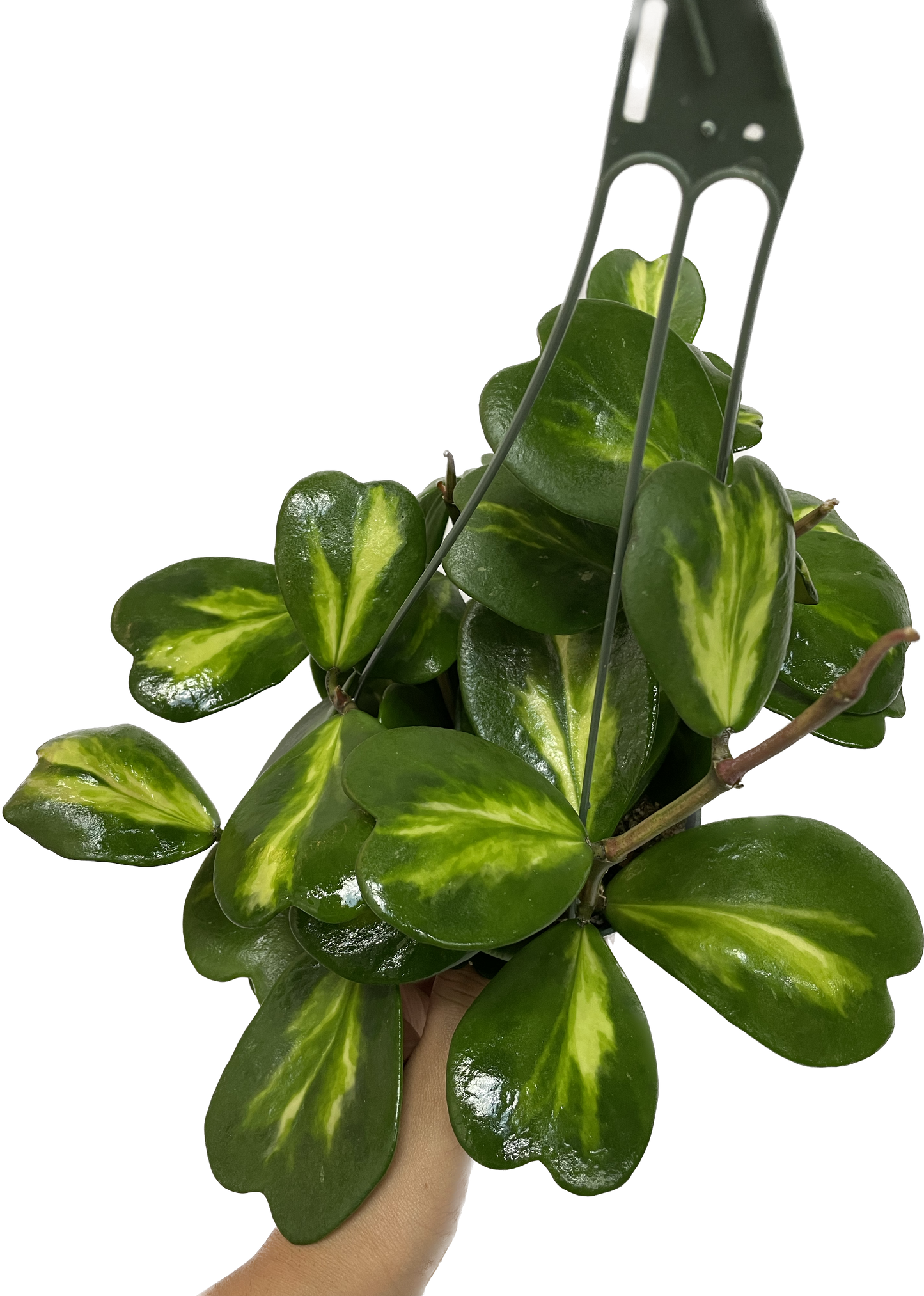 Inner Variegated Hoya Kerrii Plant with variegated Heartshape Leaves Live Hoya Plant - Gift for Mothers and Loved Ones - Sweetheart Hoya Live Plant - Reverse Variegated Hoya Kerrii