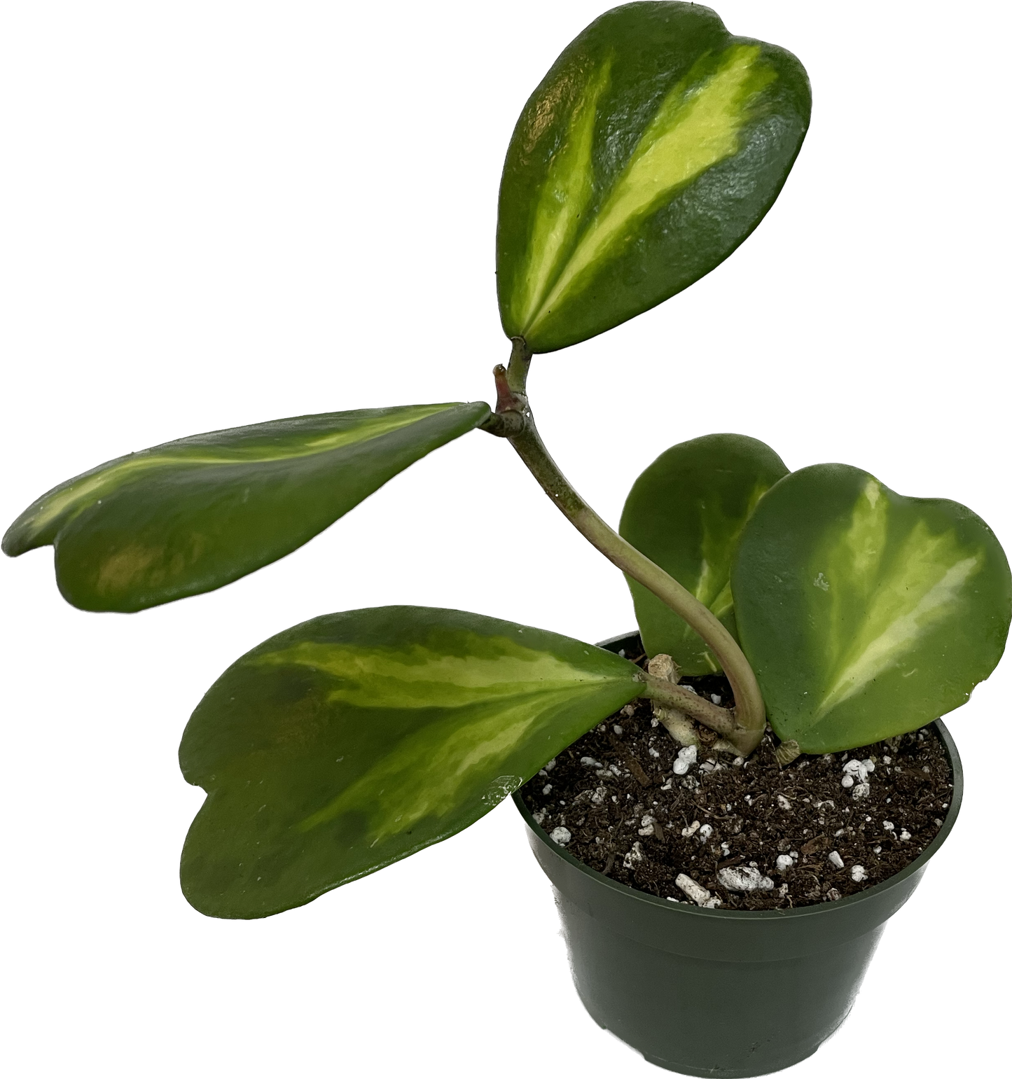 Inner Variegated Hoya Kerrii Plant with variegated Heartshape Leaves Live Hoya Plant - Gift for Mothers and Loved Ones - Sweetheart Hoya Live Plant - Reverse Variegated Hoya Kerrii
