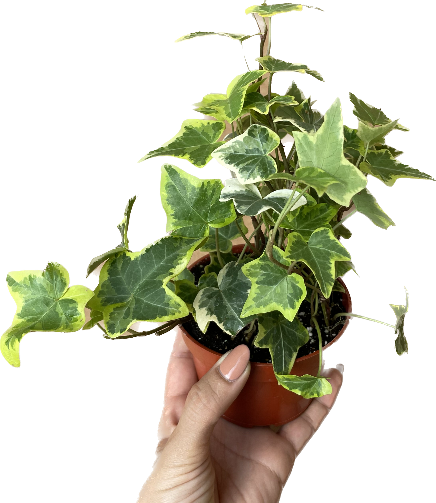 English Ivy Gold Child - Vibrant Variegated Ground Cover Plant - Live English Ivy Plant - CA Seller