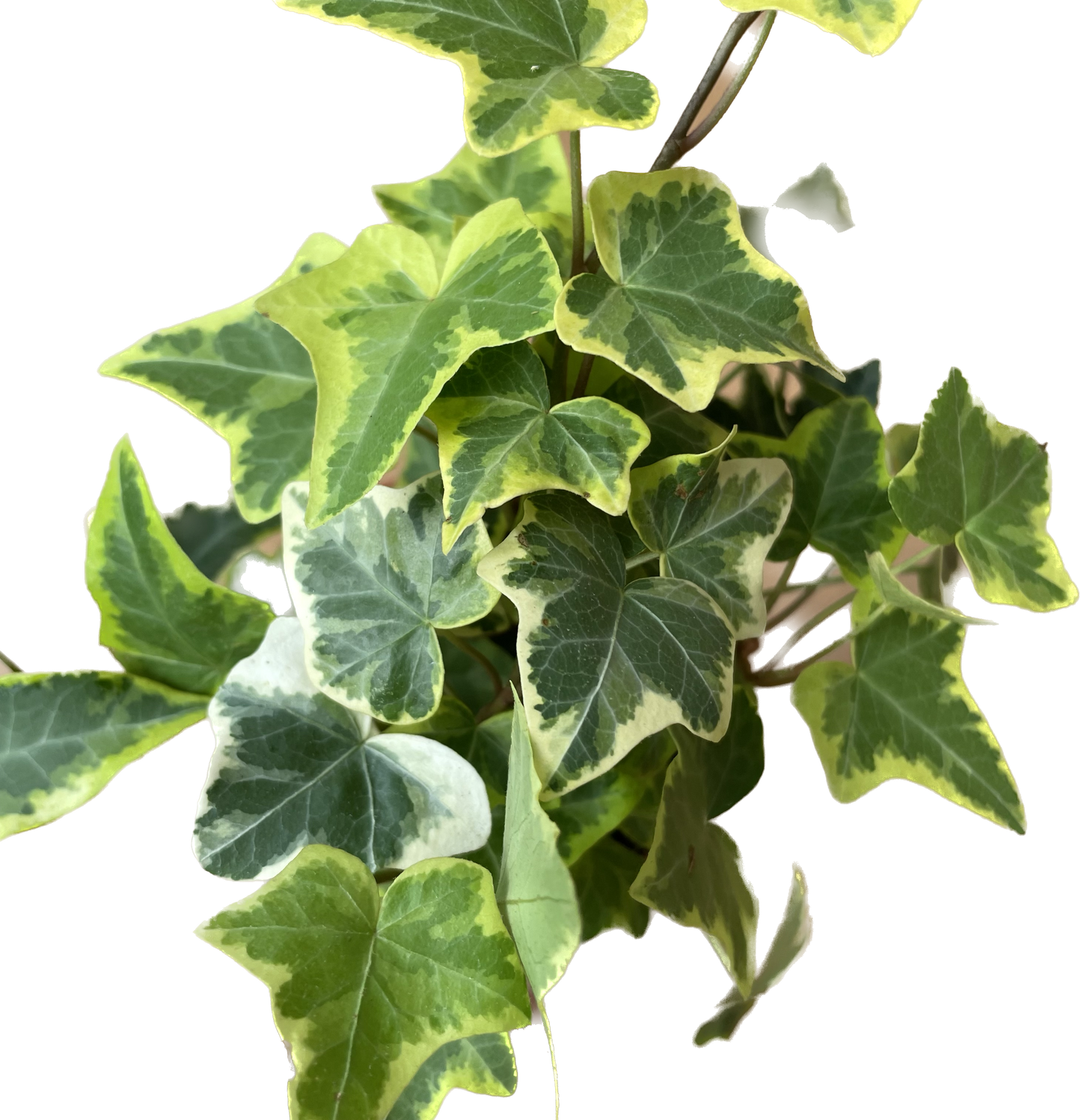 English Ivy Gold Child - Vibrant Variegated Ground Cover Plant - Live English Ivy Plant - CA Seller