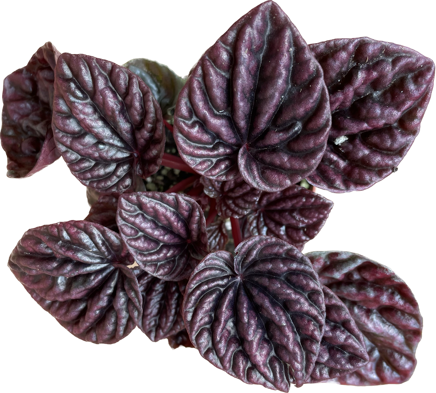 Peperomia 'Ripple Red' in 4" Pot - Air Purifying Plant - Red Peperomia Plant - Peperomia Live Plant