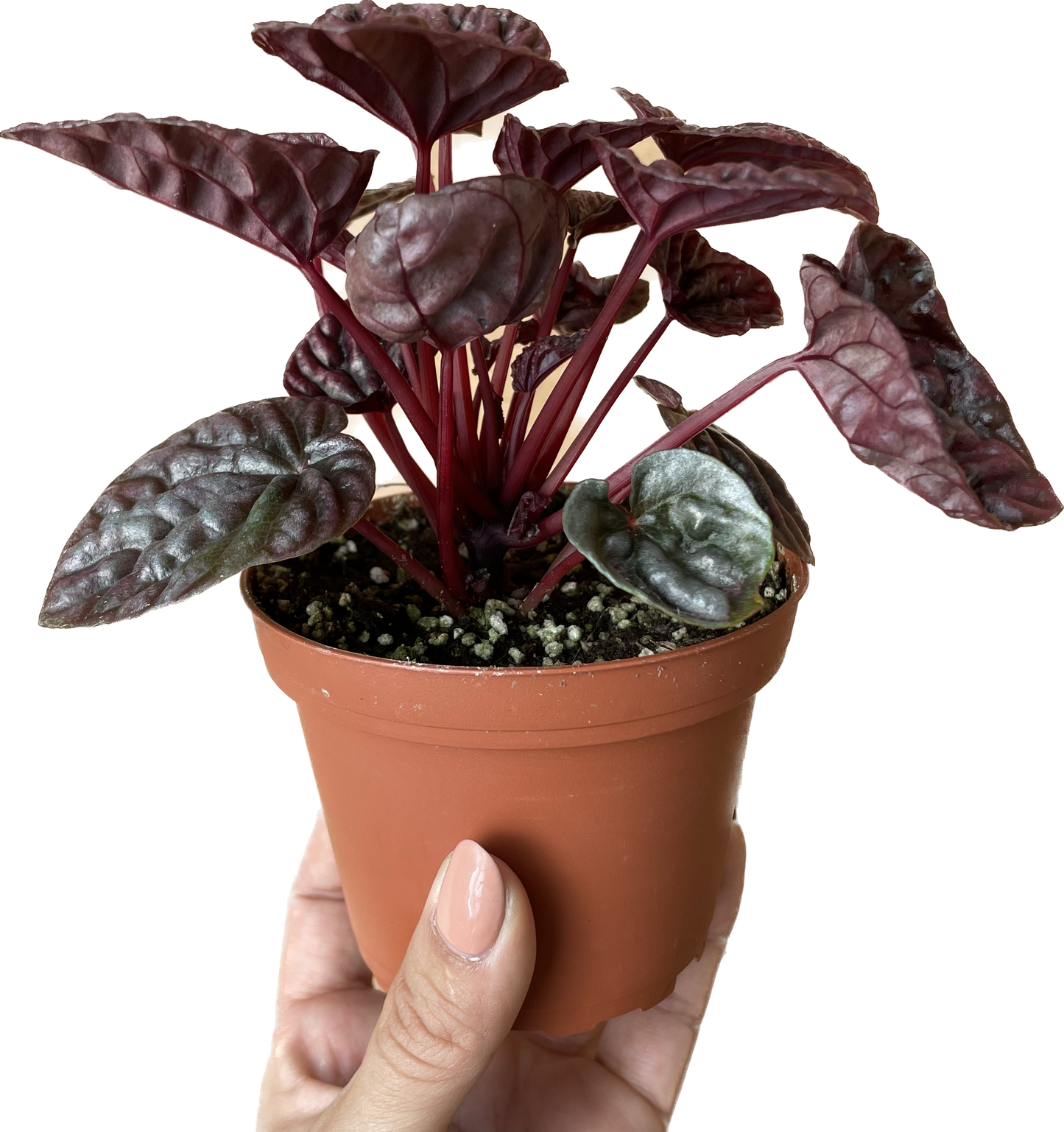 Peperomia 'Ripple Red' in 4" Pot - Air Purifying Plant - Red Peperomia Plant - Peperomia Live Plant