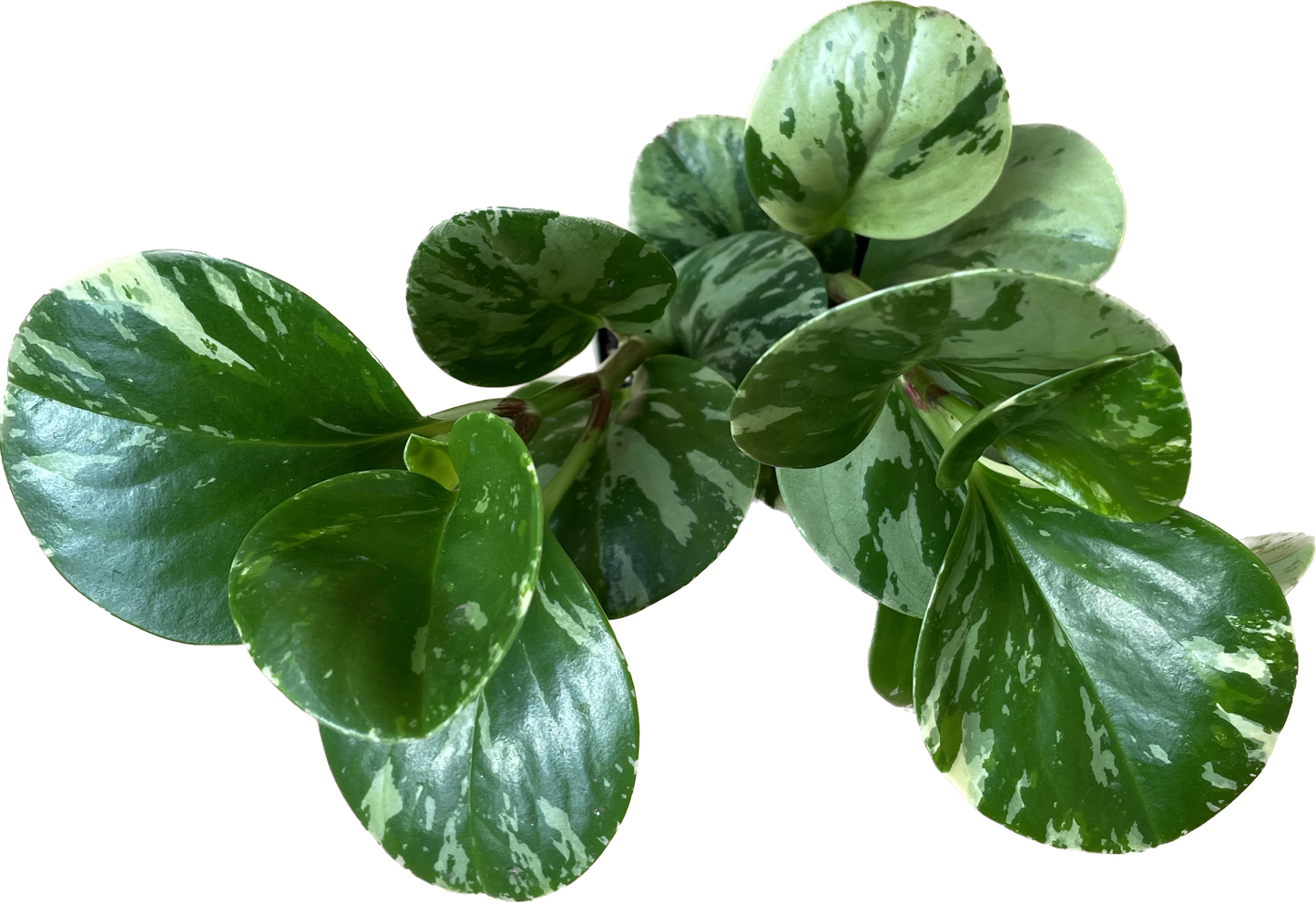 Live Rubber Plant - Peperomia Obtusifolia Variegated - Peperomia 'Marble' Available in 3", 4", and 6" Pots - CA Seller - Ideal Gift for Office, Garden and Home - Peperomia Live Plant