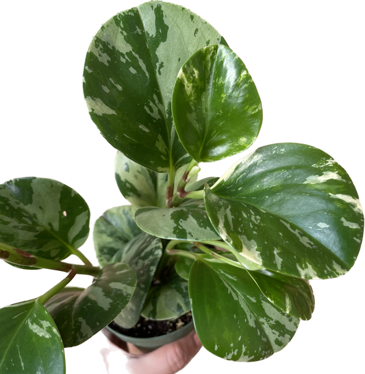Live Rubber Plant - Peperomia Obtusifolia Variegated - Peperomia 'Marble' Available in 3", 4", and 6" Pots - CA Seller - Ideal Gift for Office, Garden and Home - Peperomia Live Plant