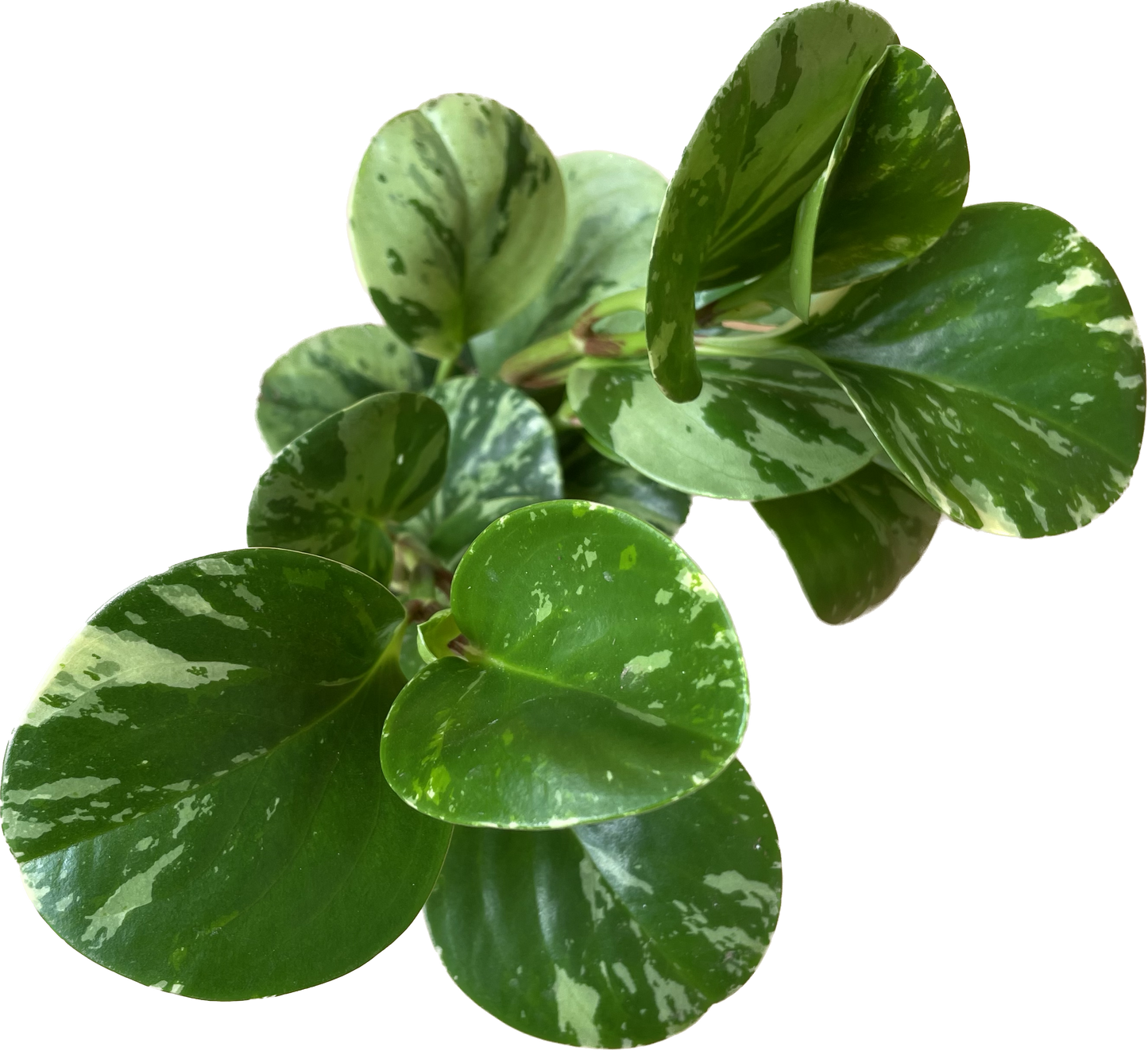 Live Rubber Plant - Peperomia Obtusifolia Variegated - Peperomia 'Marble' Available in 3", 4", and 6" Pots - CA Seller - Ideal Gift for Office, Garden and Home - Peperomia Live Plant