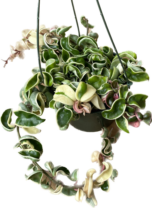 Variegated Hoya 'Rope Plant' - Hoya Compacta Variegata - Stunning Twisted Foliage Houseplant - Air Purifying Plant - Hoya Plants Live Houseplants - Pet Friendly Plant