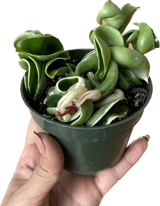 Variegated Hoya 'Rope Plant' - Hoya Compacta Variegata - Stunning Twisted Foliage Houseplant - Air Purifying Plant - Hoya Plants Live Houseplants - Pet Friendly Plant