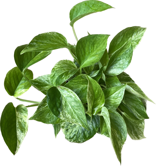 Pothos 'Marble Queen' - Marble Queen Pothos - Elegant Variegated Indoor Plant - Air Purifying Plant - CA Seller