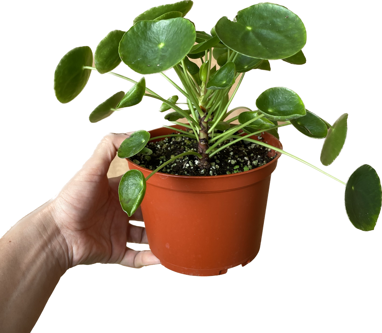 Pilea Peperomioides 'Chinese Money' - UFO Plant -