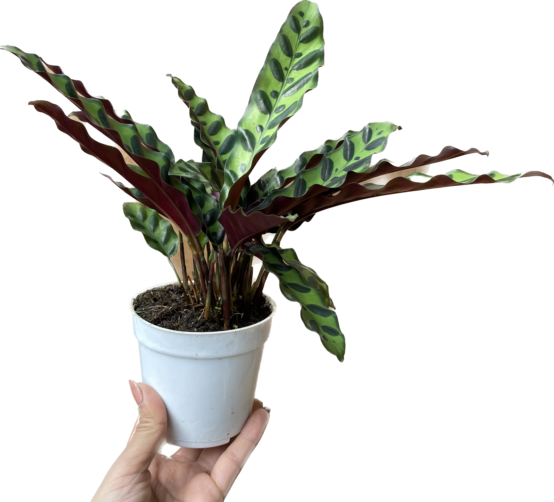 calathea snake plant SALE - Rattlesnake Plant - Calathea lancifolia - Easy House Plant