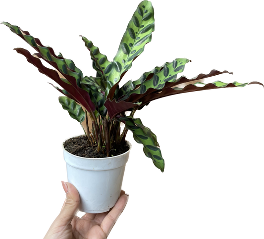 Calathea Lancifolia 'Rattlesnake' - Calathea - Calathea plant live - Calathea Plant Best Air Purifying Plant