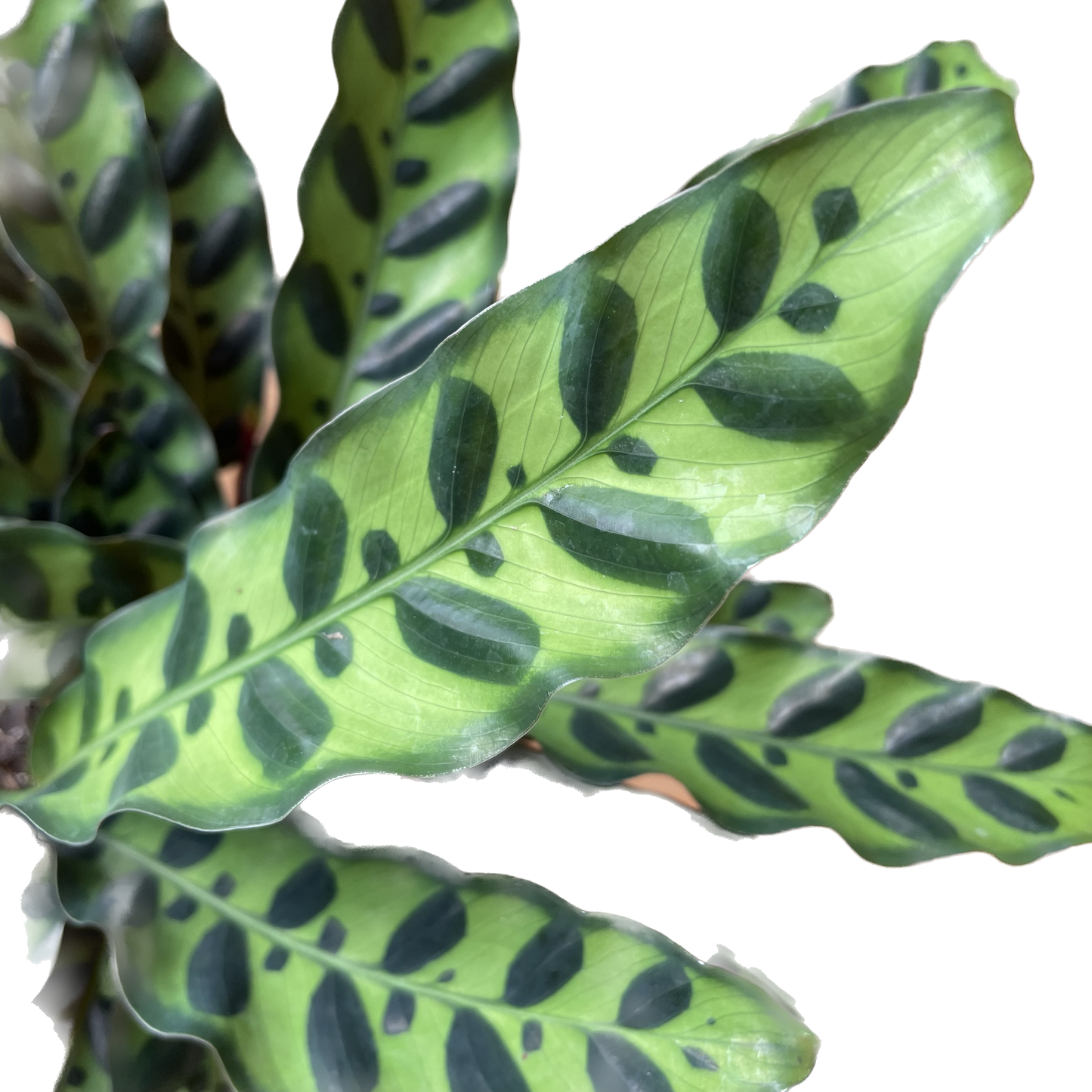 Calathea Lancifolia 'Rattlesnake' - Calathea - Calathea plant live - Calathea Plant Best Air Purifying Plant