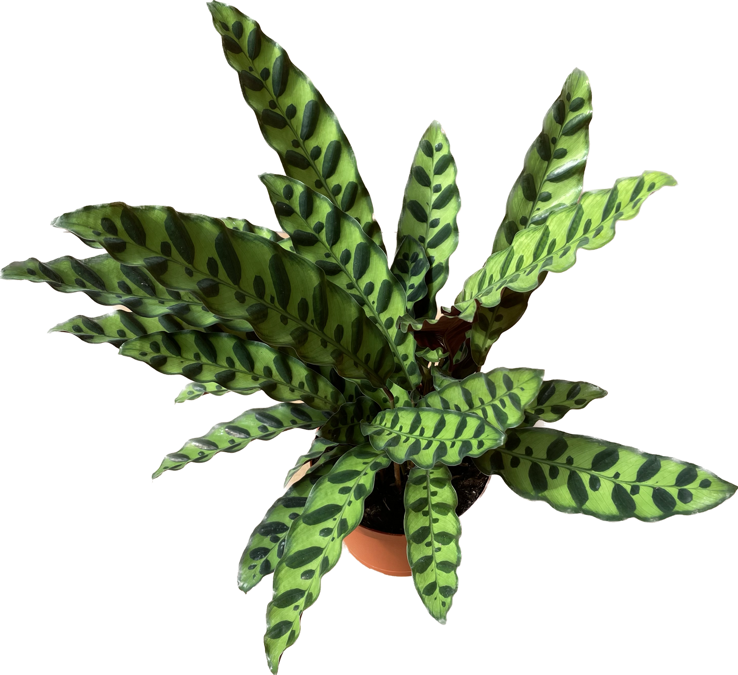 Calathea Lancifolia 'Rattlesnake' - Calathea - Calathea plant live - Calathea Plant Best Air Purifying Plant